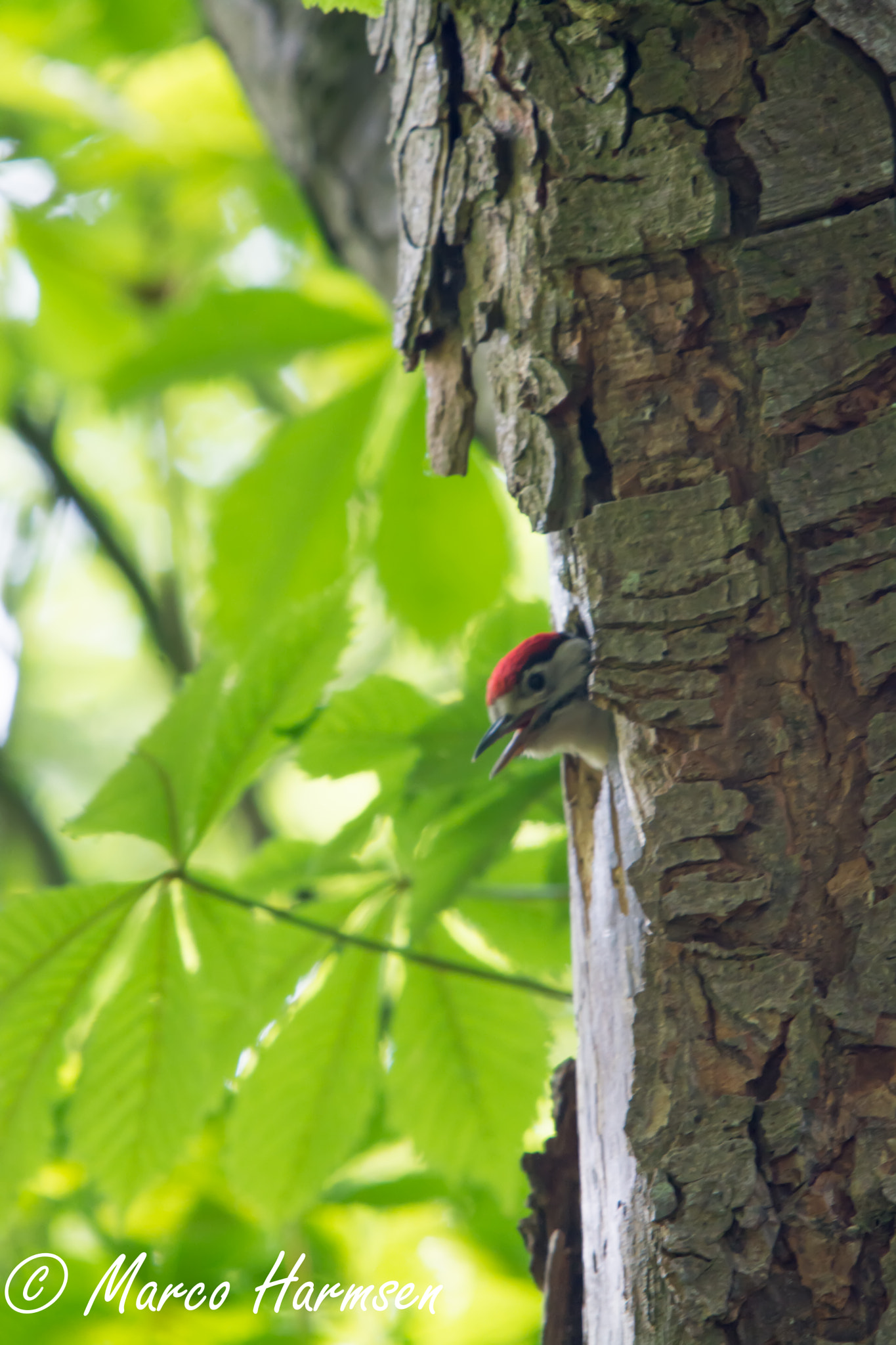 Sigma APO Tele Macro 400mm F5.6 sample photo. Hungry young woodpecker photography