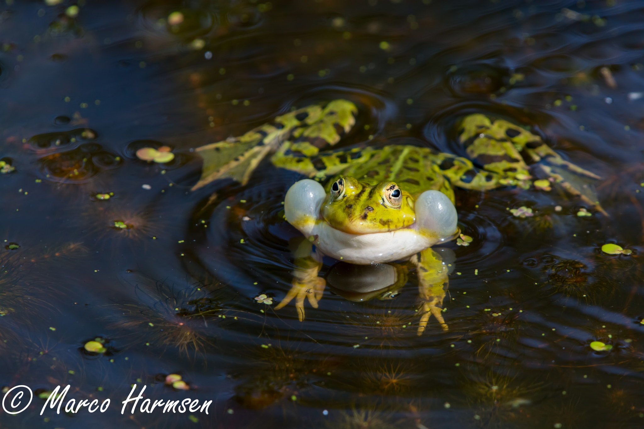 Nikon D7100 sample photo. Frog in mating season photography