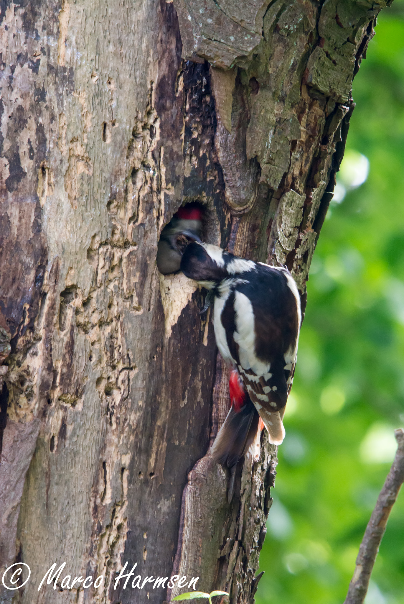 Nikon D7100 sample photo. Feeding woodpecker photography