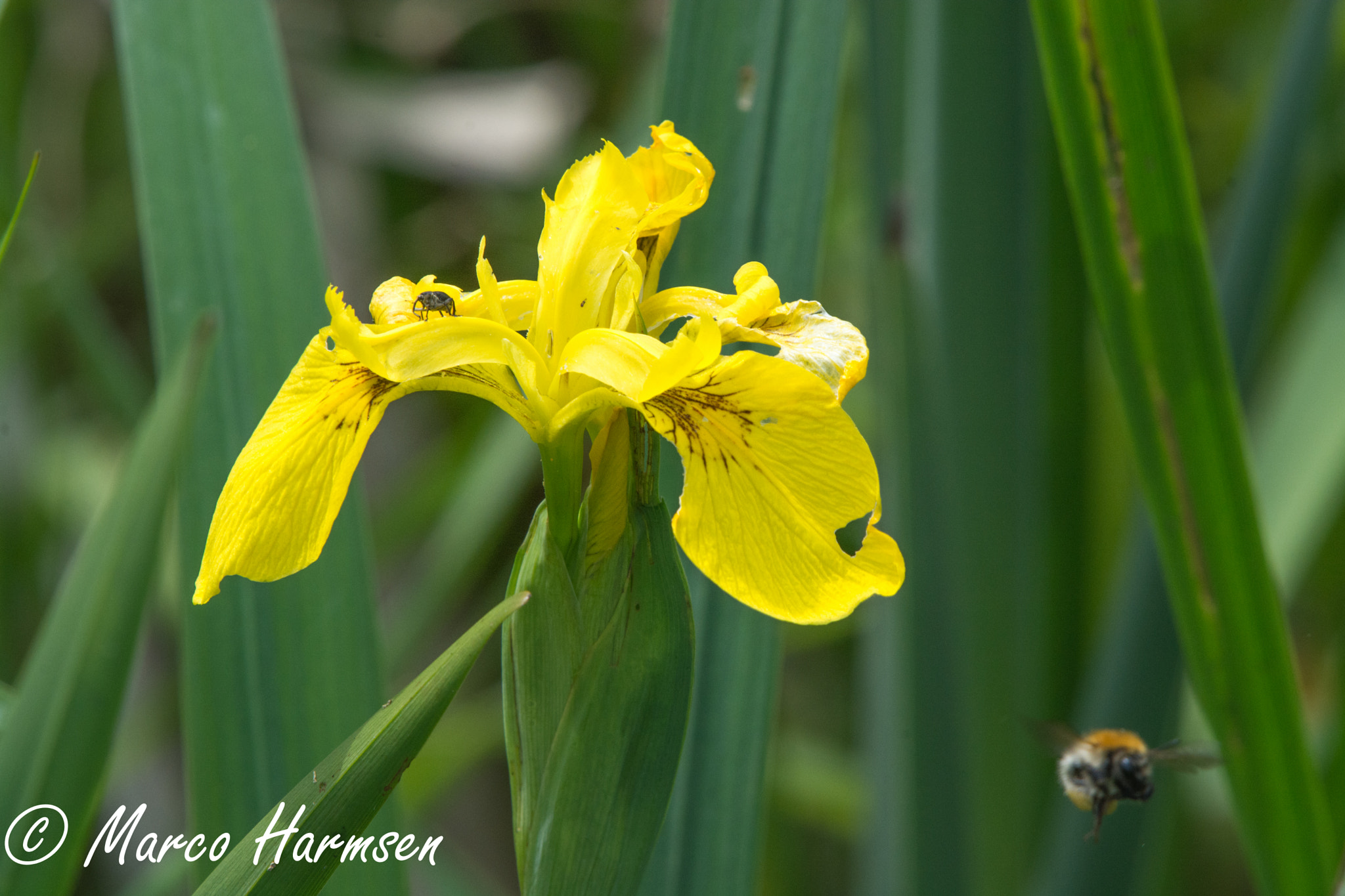 Nikon D7100 sample photo. Flower and bumblebee photography