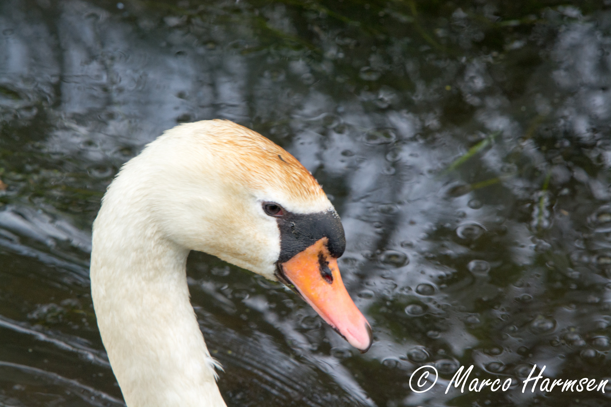 Nikon D7100 + Sigma APO Tele Macro 400mm F5.6 sample photo. Swan beauty photography