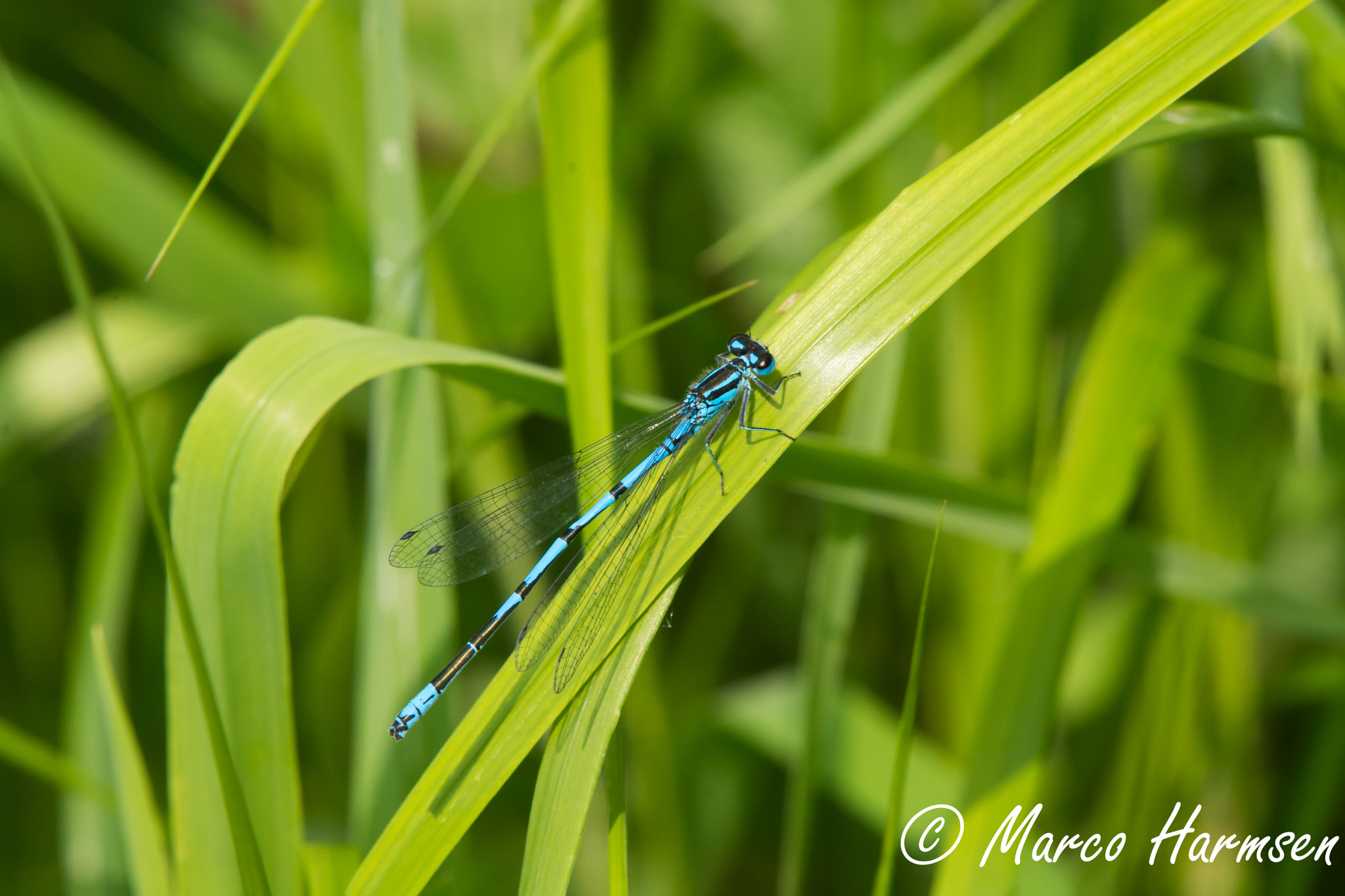 Nikon D7100 sample photo. Dragonfly in the sun photography