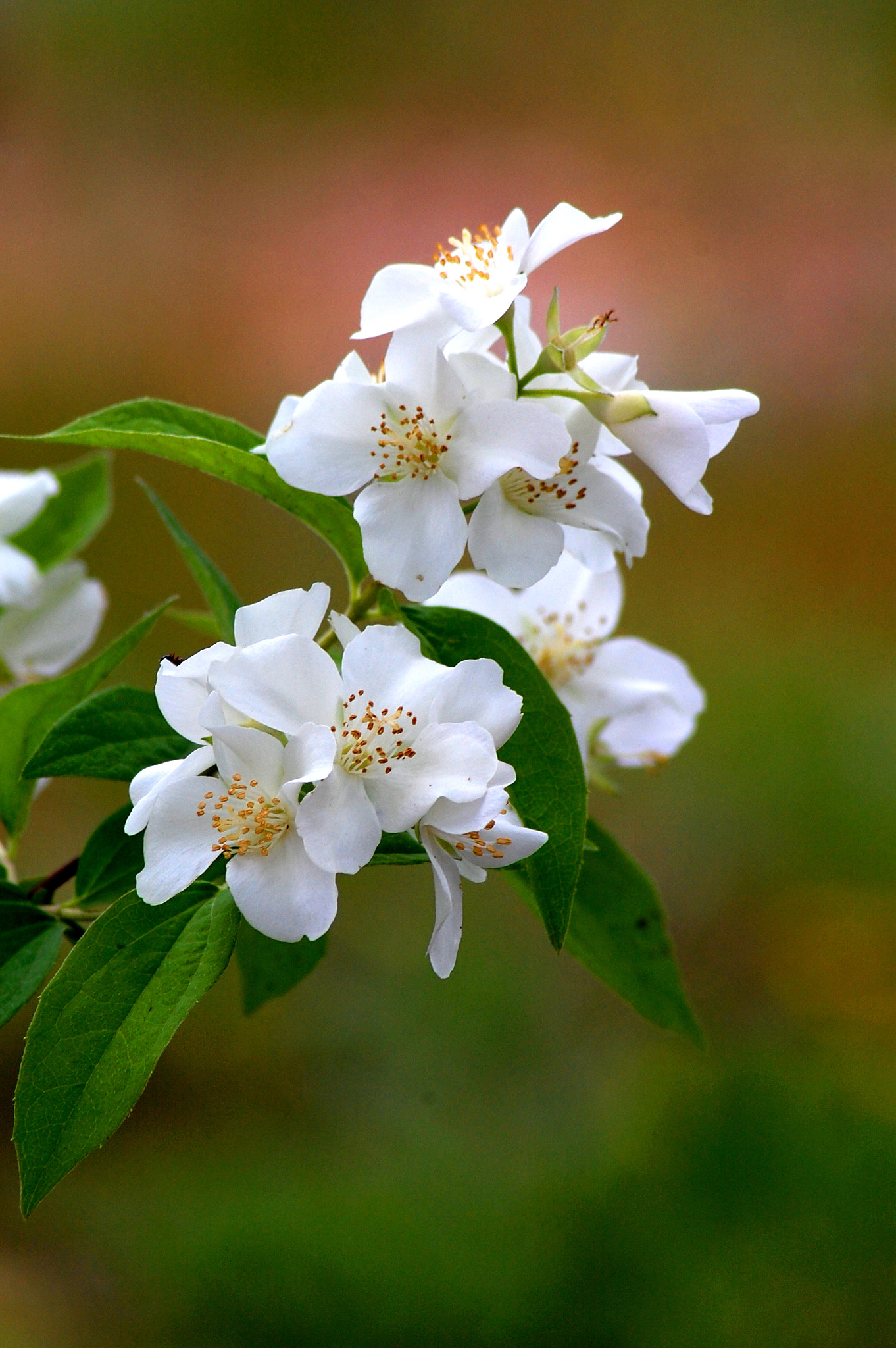 Nikon D40 sample photo. Blossom in bloom photography