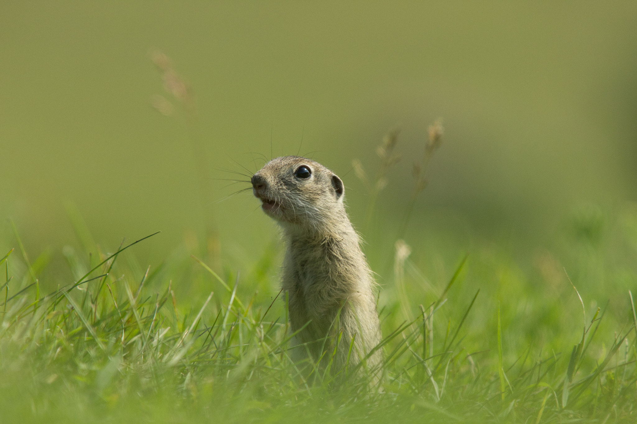 Canon EF 70-200mm F2.8L USM sample photo. Gopher photography