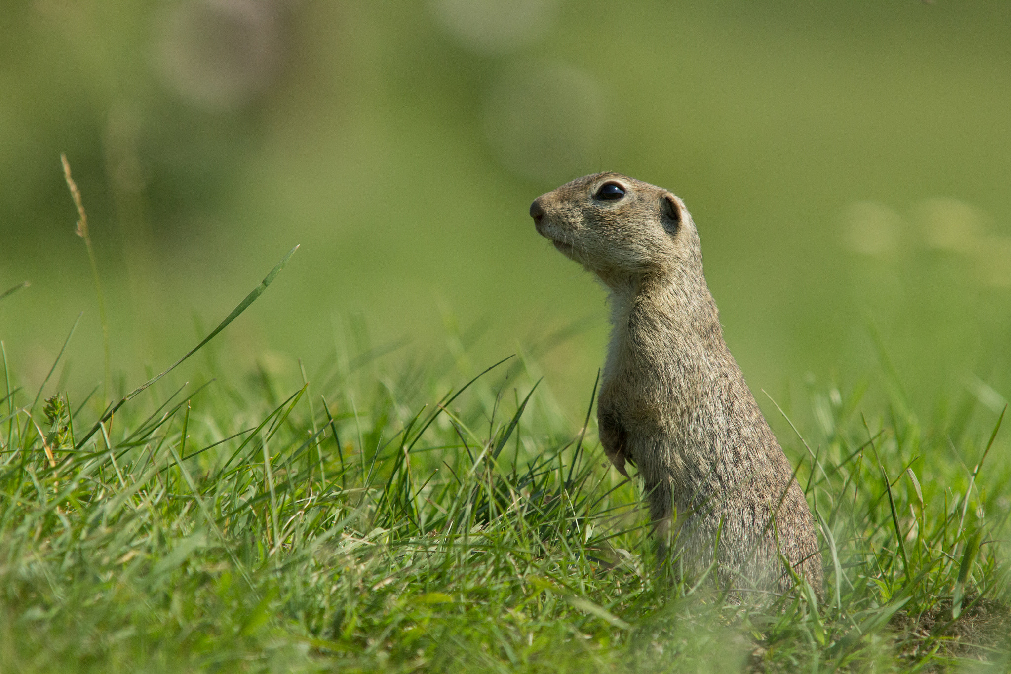 Canon EF 70-200mm F2.8L USM sample photo. Gopher photography