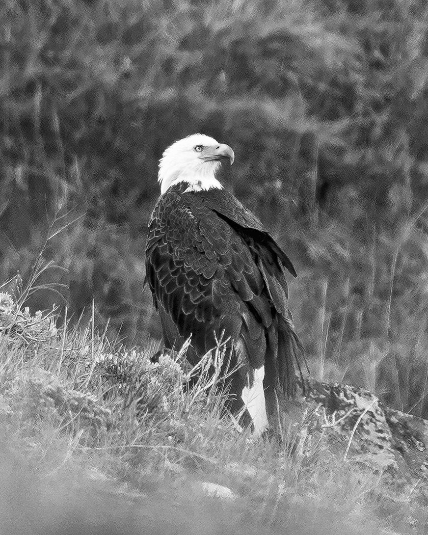 VR 70-200mm f/2.8G sample photo. Bald eagle photography