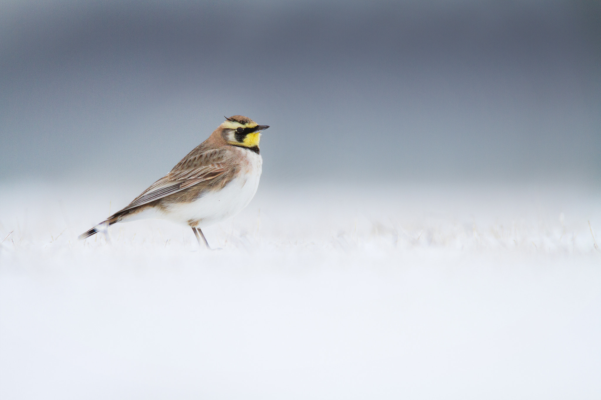 Canon EOS 7D + Canon EF 600mm F4L IS USM sample photo. Horned lark photography