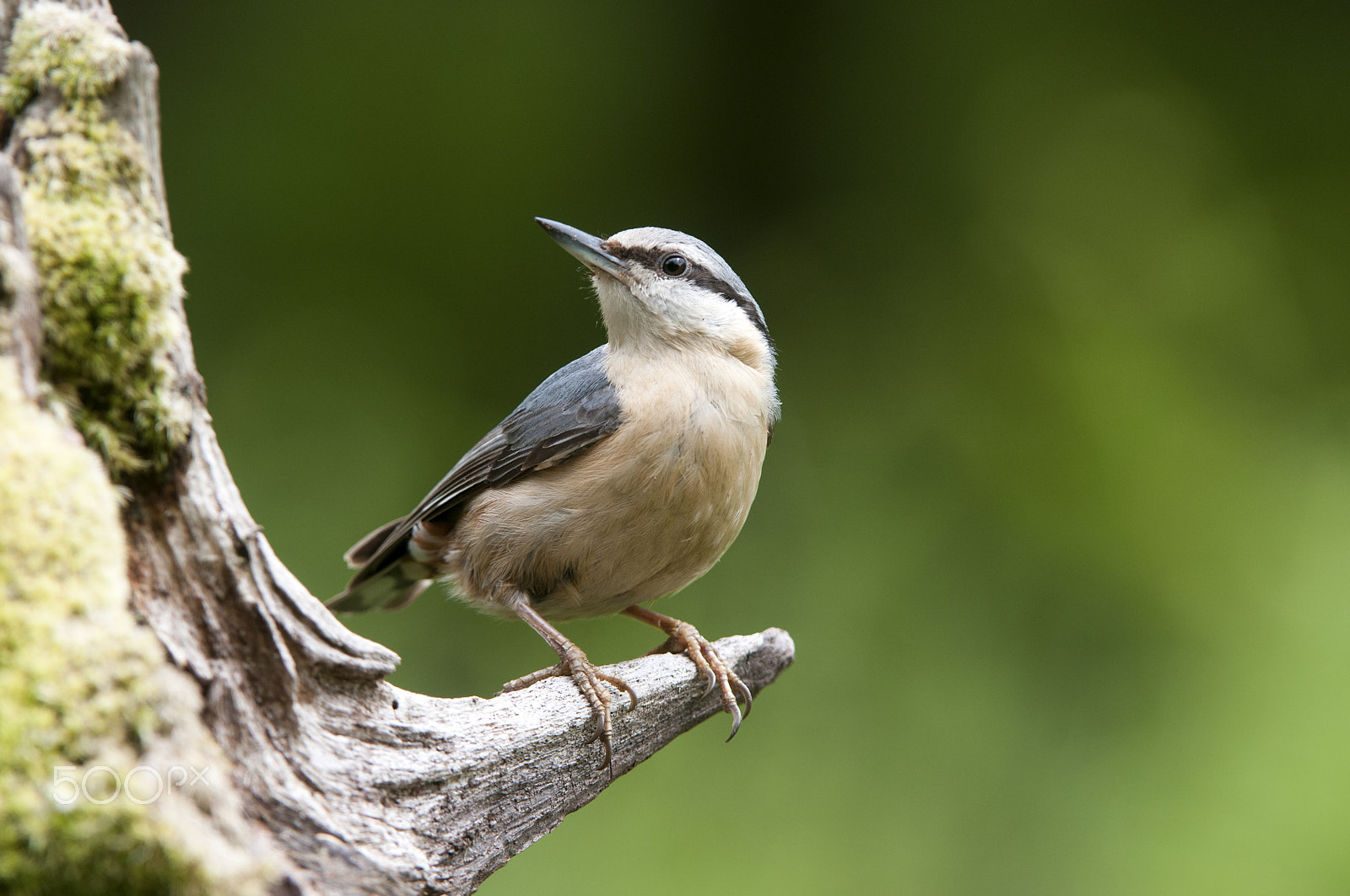 Nikon AF-S Nikkor 200-400mm F4G ED-IF VR sample photo. Sitta eurpaea photography