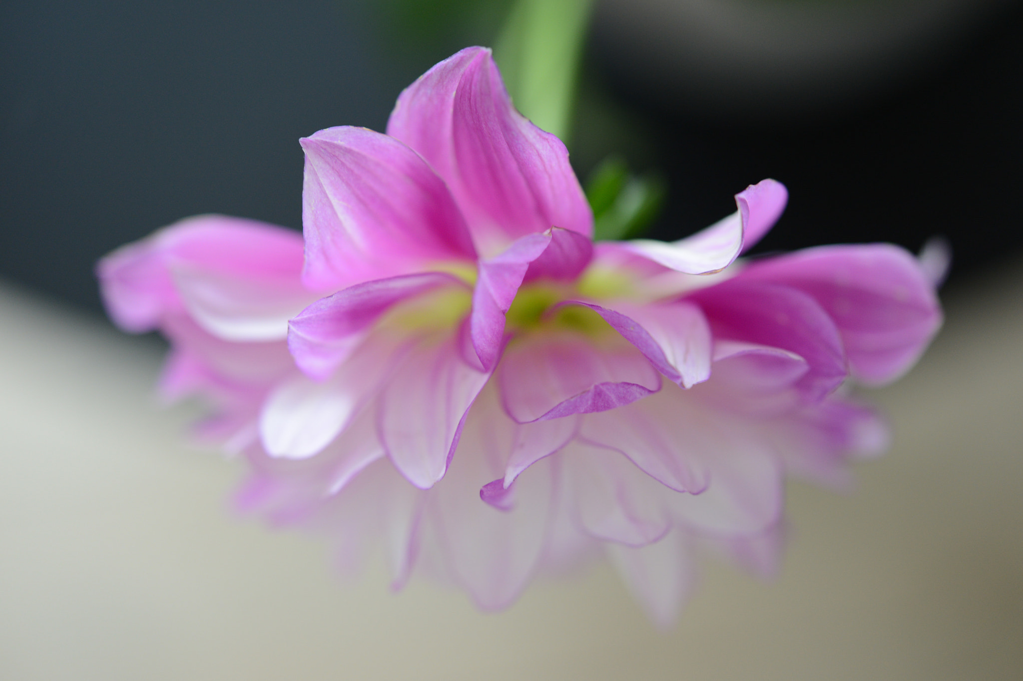 Nikon AF-S Micro-Nikkor 60mm F2.8G ED sample photo. Flower photography