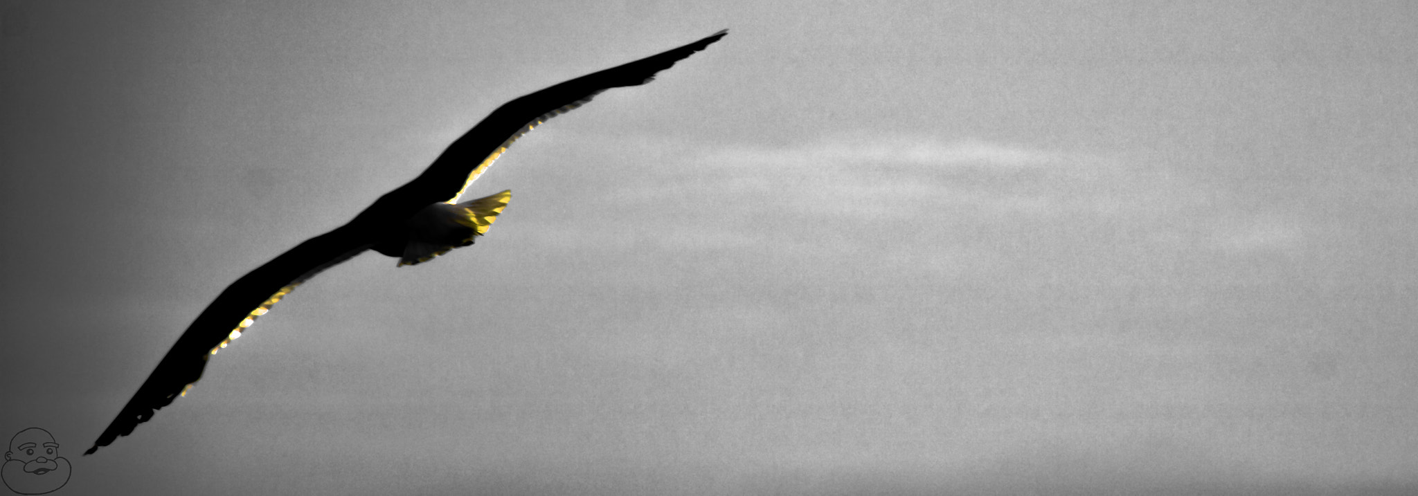 Canon EOS 760D (EOS Rebel T6s / EOS 8000D) sample photo. Soar photography