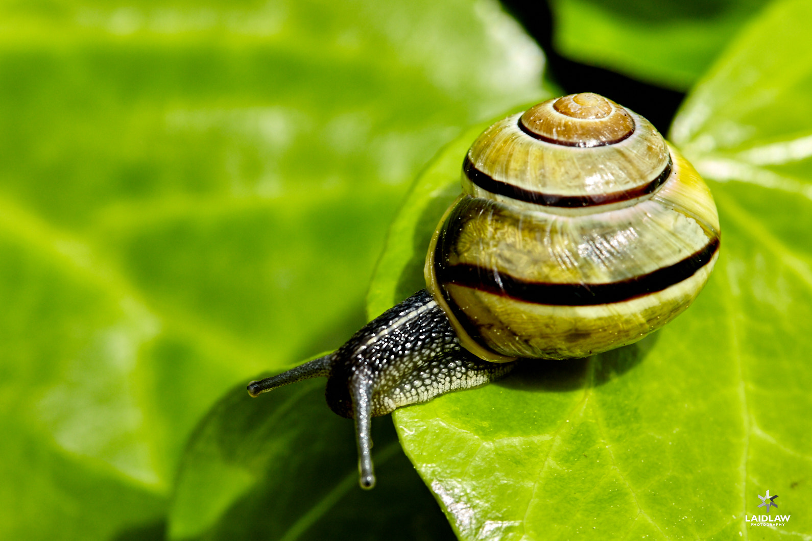 Canon EF 100mm F2.8 Macro USM sample photo. Pest photography