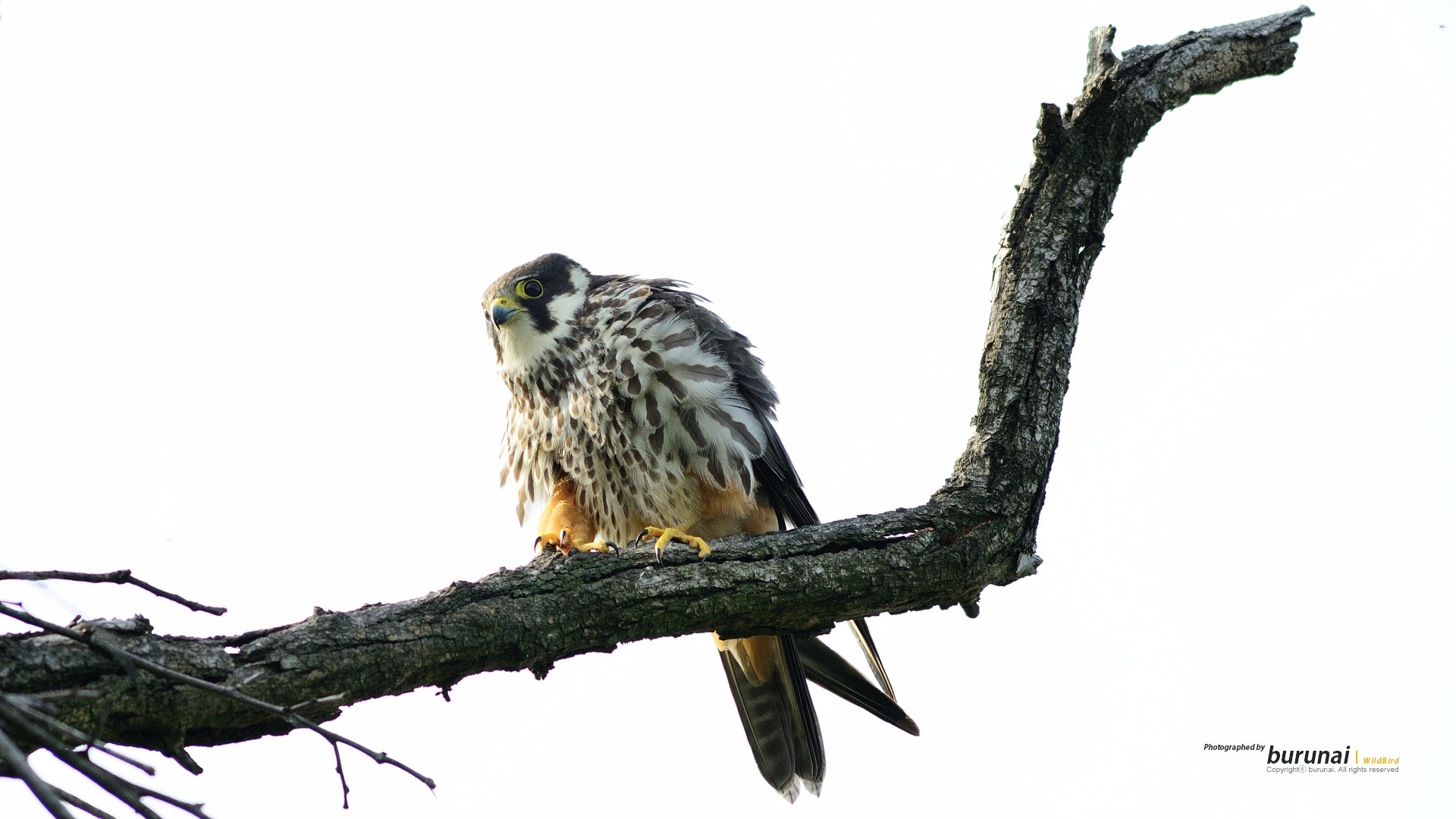 Nikon D800 + Nikkor 500mm f/4 P ED IF sample photo. The bird photography