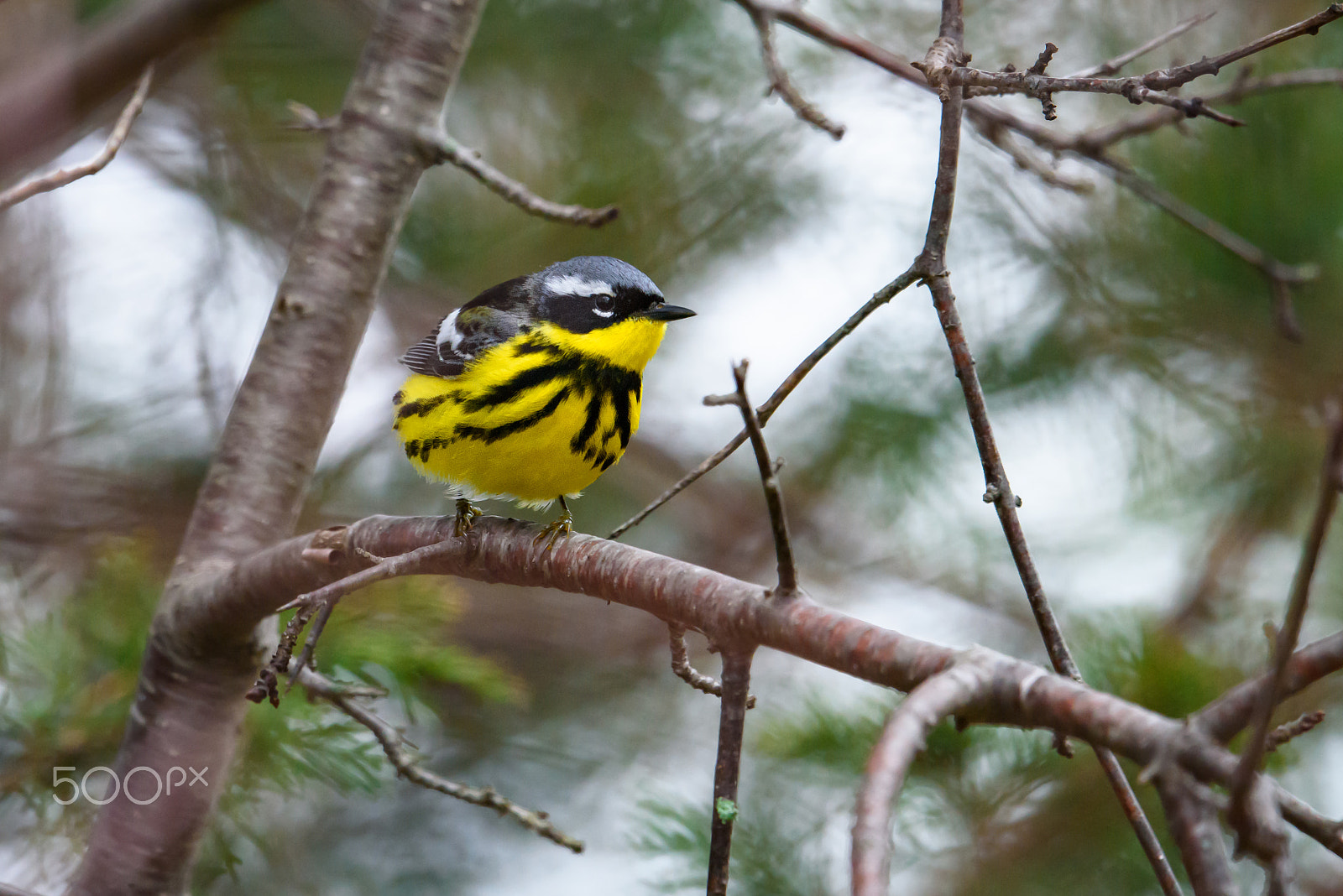 Nikon AF-S Nikkor 500mm F4E FL ED VR sample photo. Well fed magnolia warbler photography