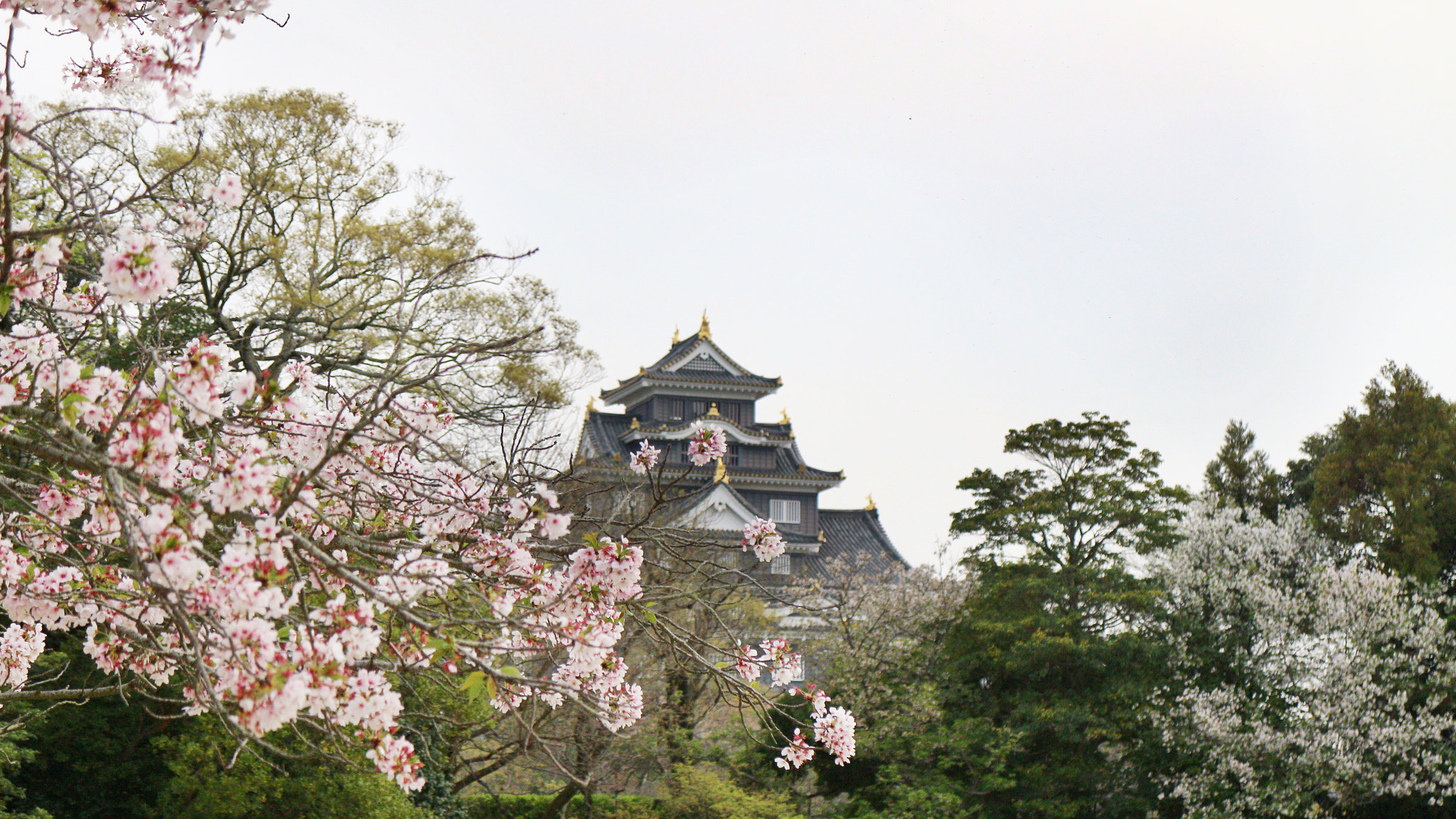 Canon EOS M2 sample photo. 春の岡山城 photography
