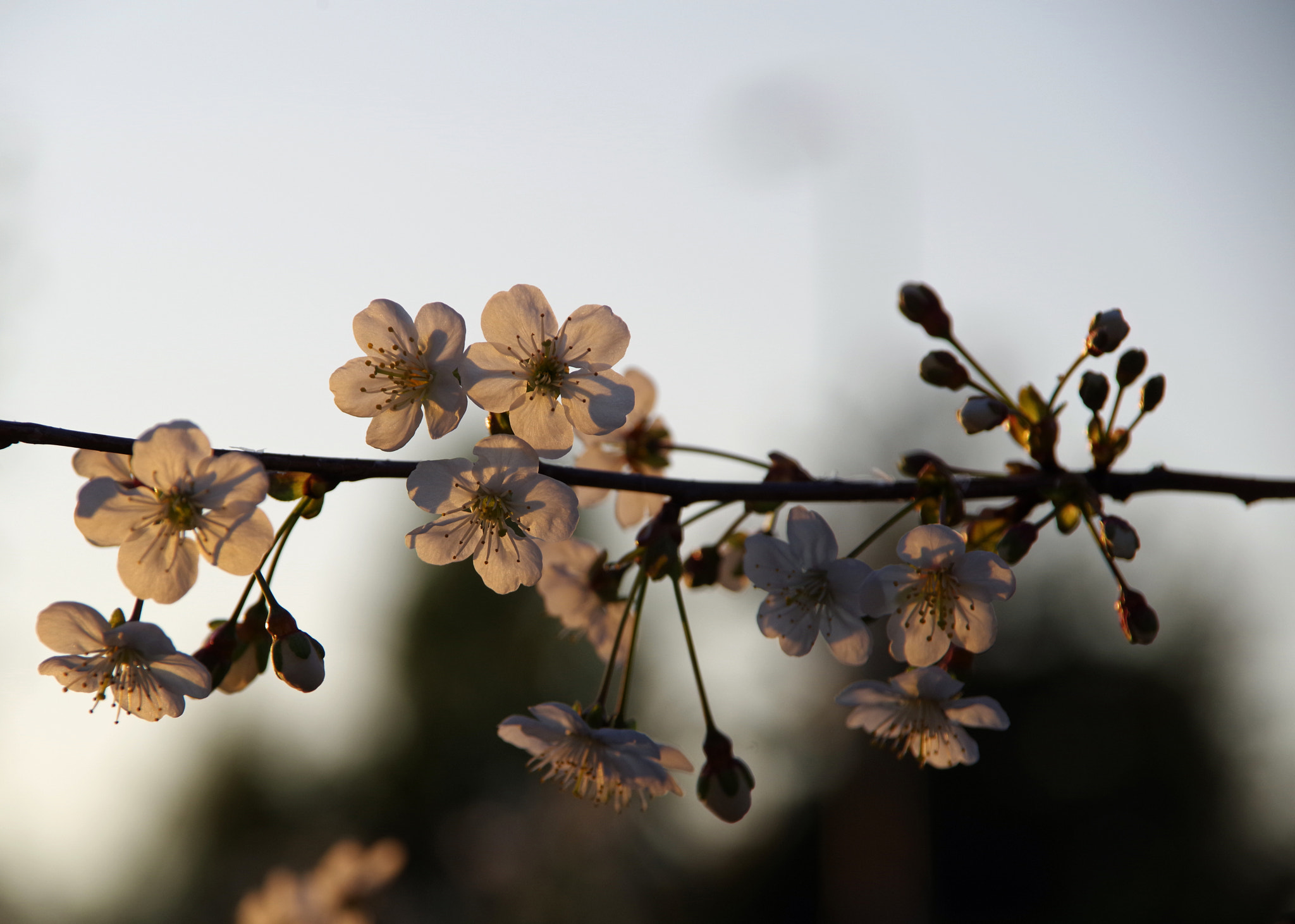 Pentax K-1 sample photo. Sweet cherry saved my day photography