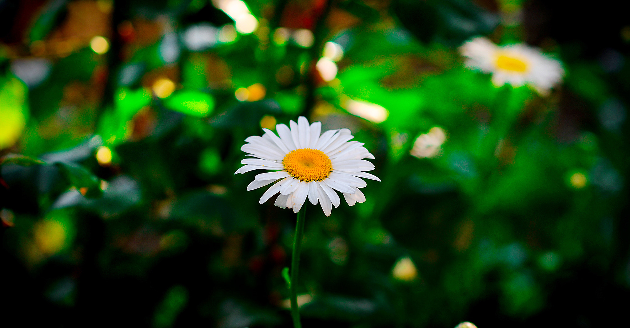 Nikon D300 + Nikon AF-S Nikkor 85mm F1.8G sample photo. Flowers photography