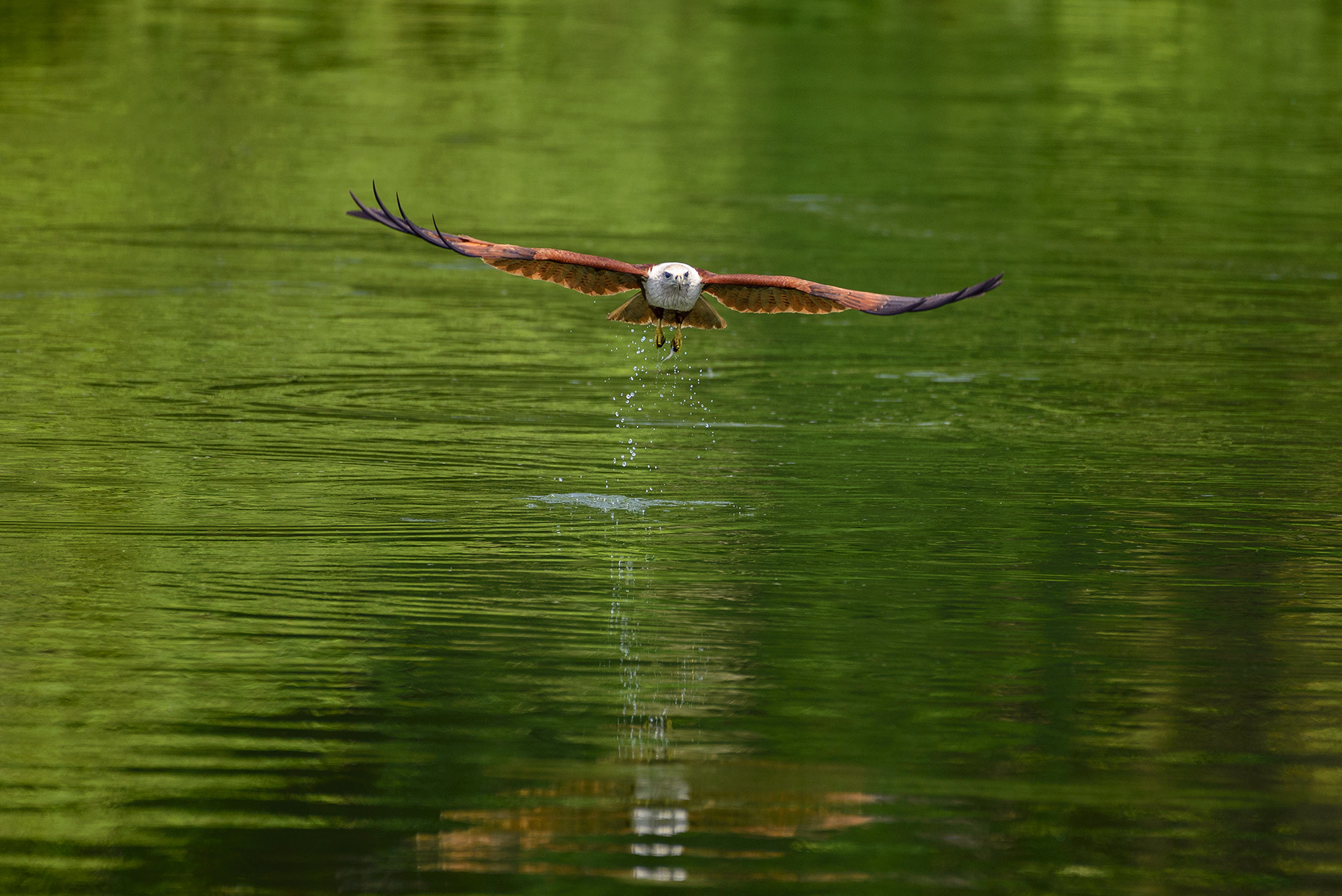 Nikon AF-S Nikkor 200-500mm F5.6E ED VR sample photo. _poh4726-2.jpg photography