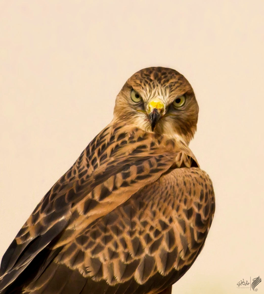 Canon EOS 7D + Canon EF 400mm F5.6L USM sample photo. Eagle photography