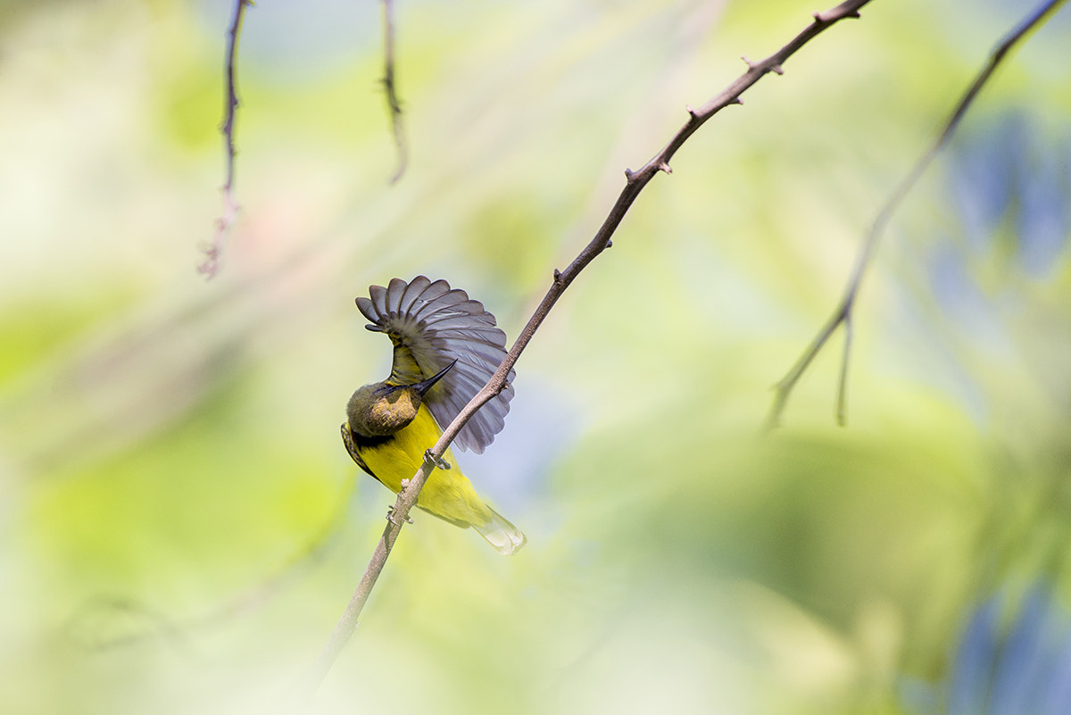 Nikon AF-S Nikkor 200-500mm F5.6E ED VR sample photo. _poh6432.jpg photography