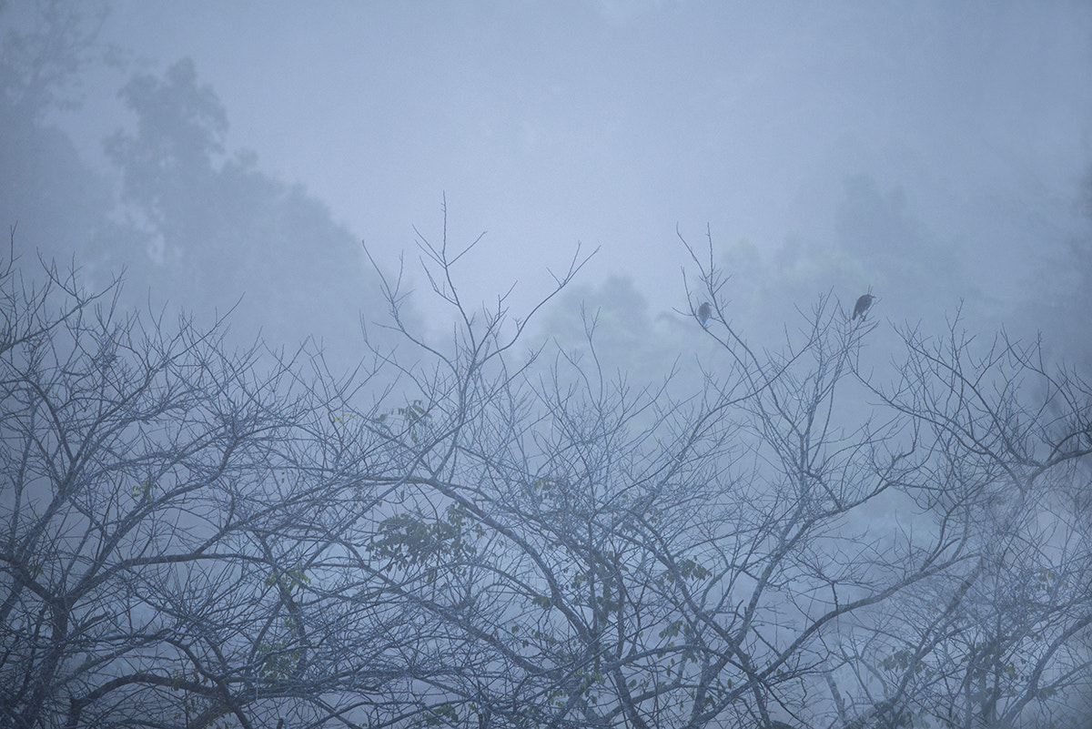 Nikon D600 sample photo. Life in winter photography