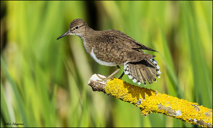 Canon EOS 5DS R + Canon EF 500mm F4L IS USM sample photo. Andarios photography