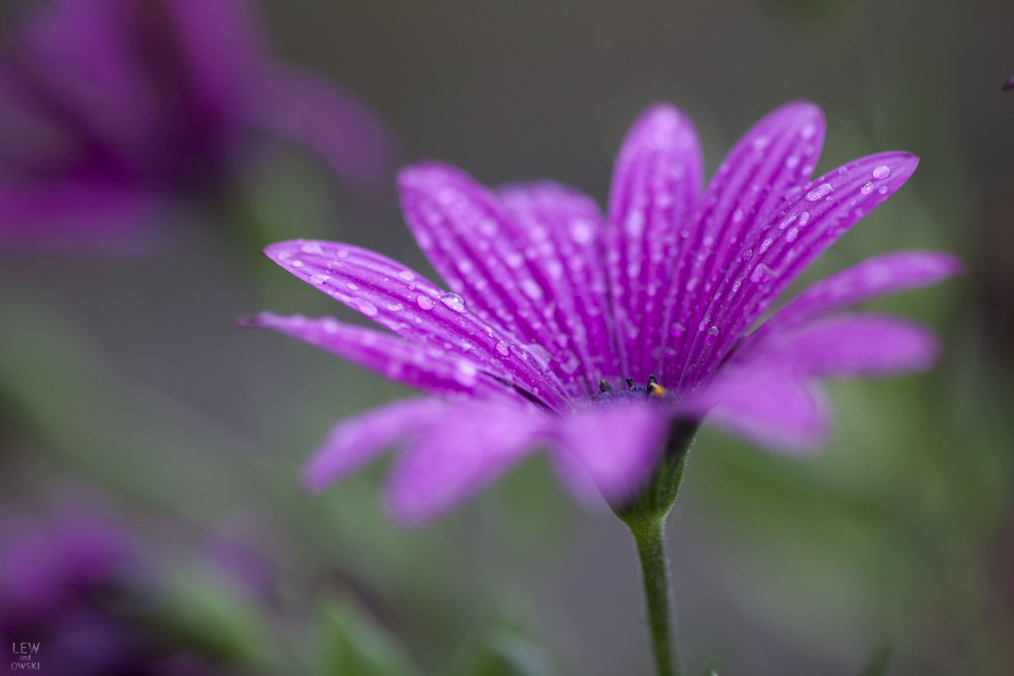 ZEISS Makro-Planar T* 100mm F2 sample photo. Flowers after the storm photography