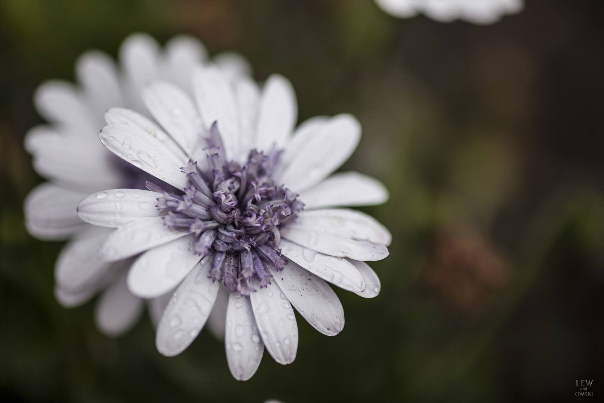 ZEISS Makro-Planar T* 100mm F2 sample photo. Flowers after the storm photography