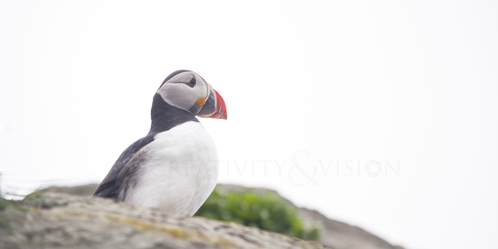 Sigma EX APO 100-300mm F4 IF sample photo. Puffin photography