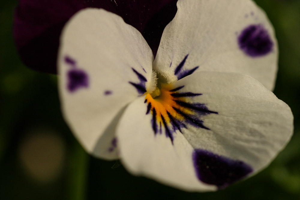 Sigma 105mm F2.8 EX DG OS HSM sample photo. 20160507-img_6748.jpg photography