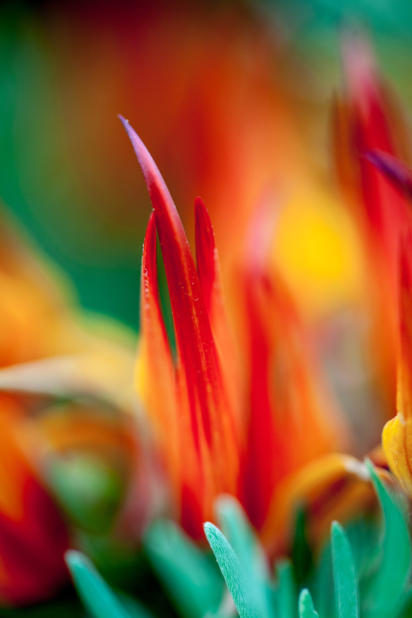 Sigma 105mm F2.8 EX DG OS HSM sample photo. Untitled photography