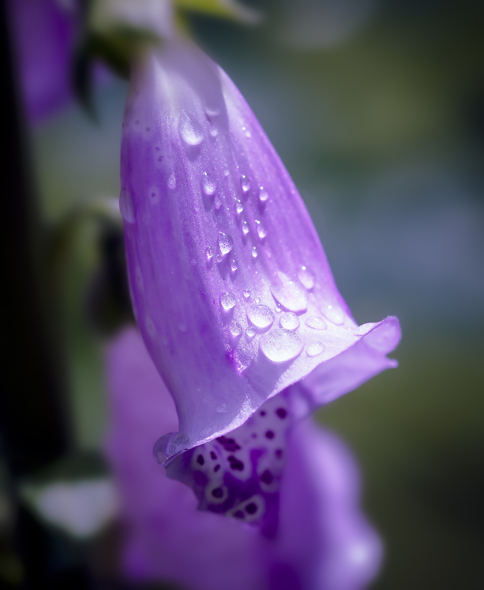 Sigma 150mm F2.8 EX DG Macro HSM sample photo. Digitalis lavender photography