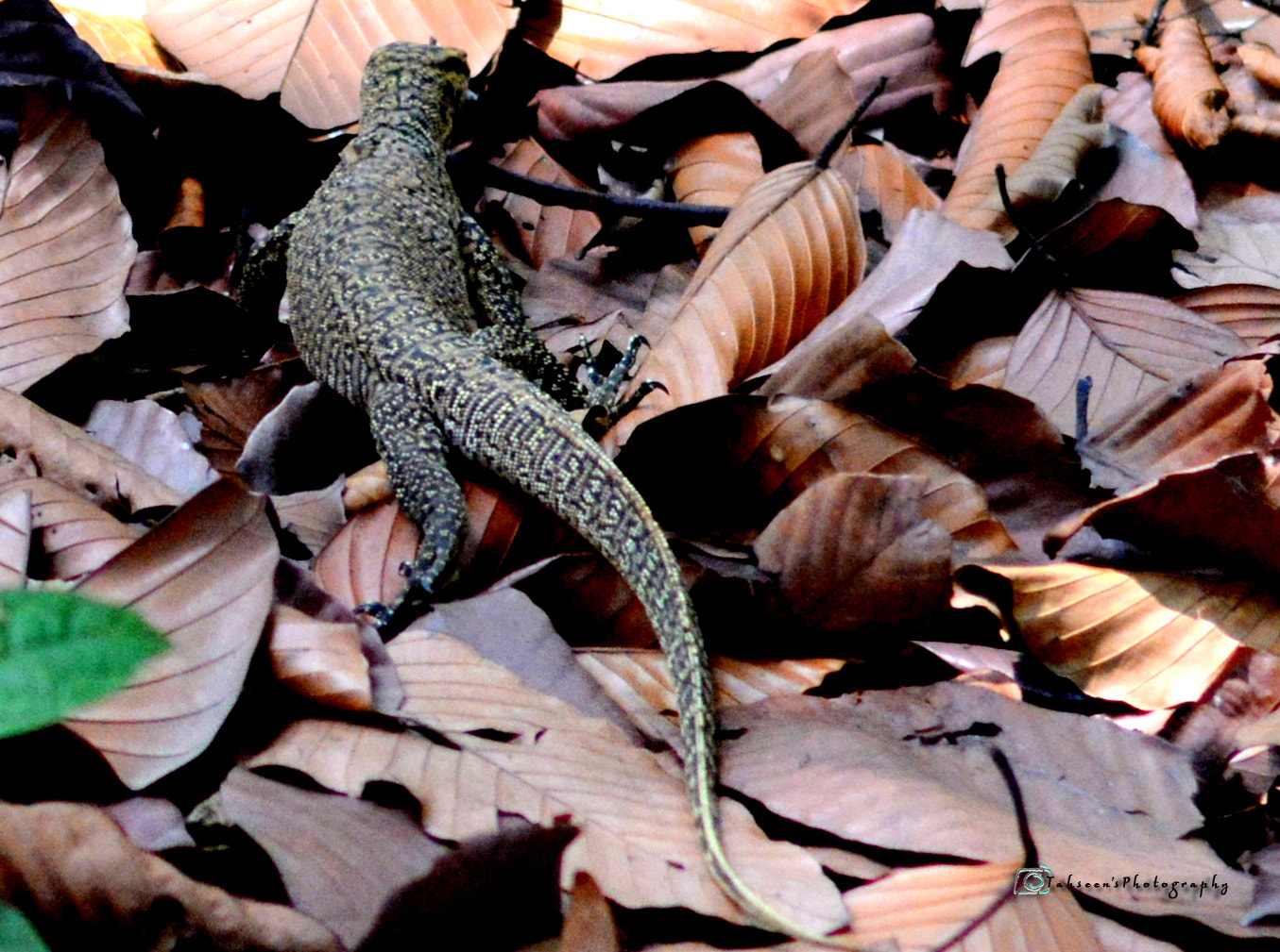 AF Zoom-Nikkor 28-80mm f/3.3-5.6G sample photo. Bengal monitor photography