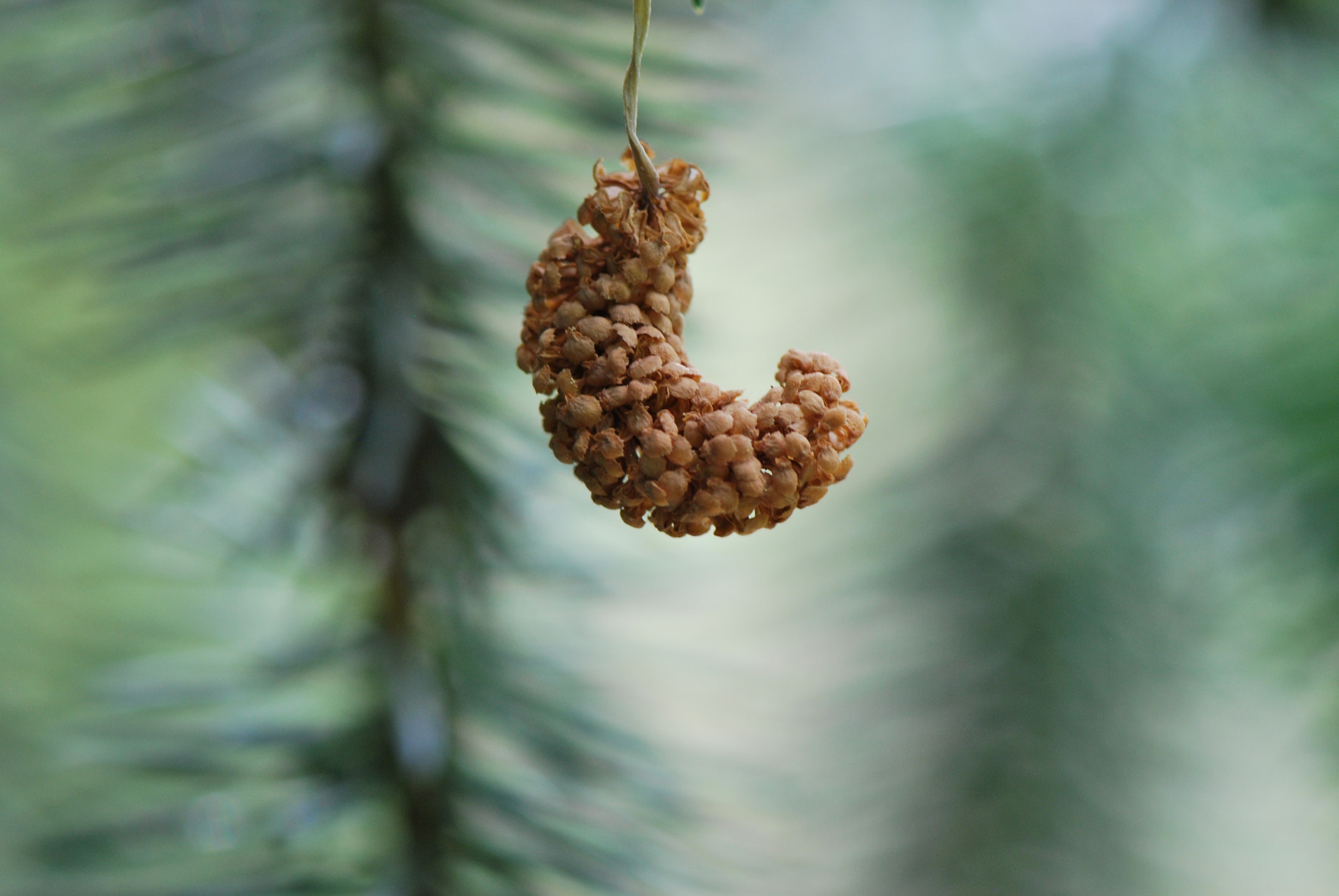 Nikon D60 sample photo. Hanging photography