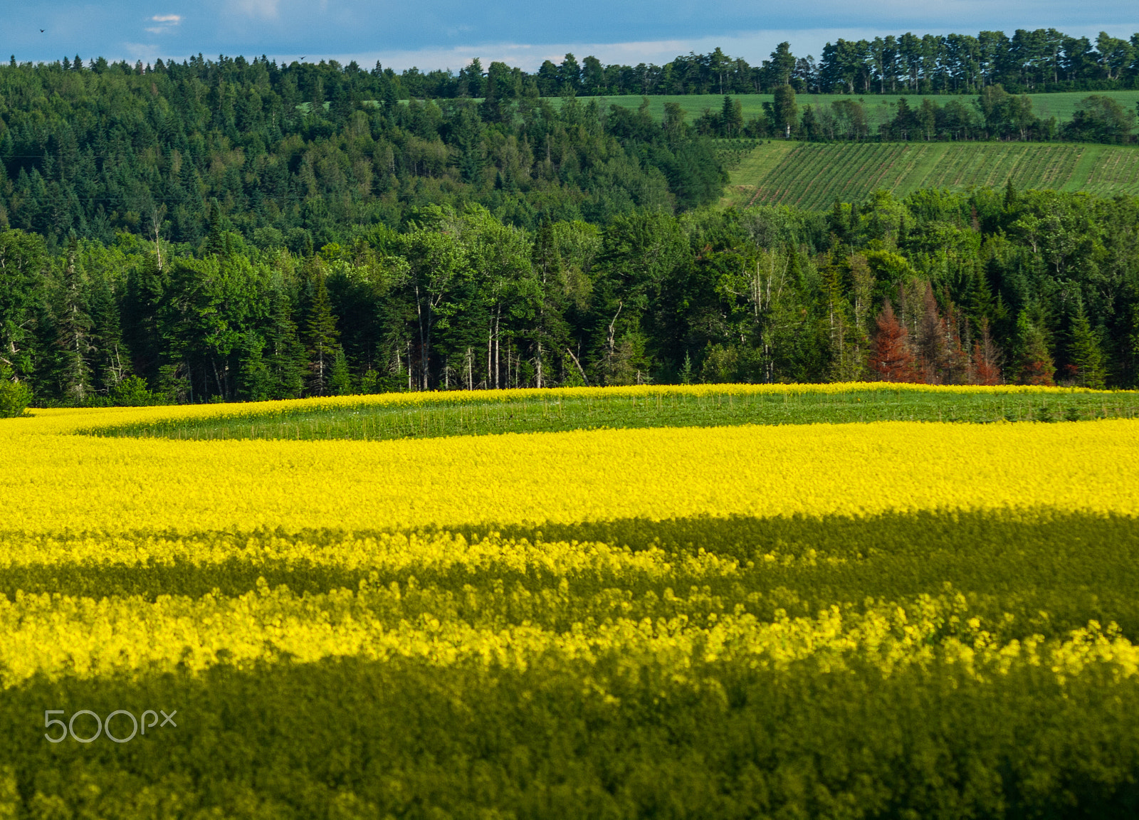 Olympus E-620 (EVOLT E-620) sample photo. Shadows on canola field photography