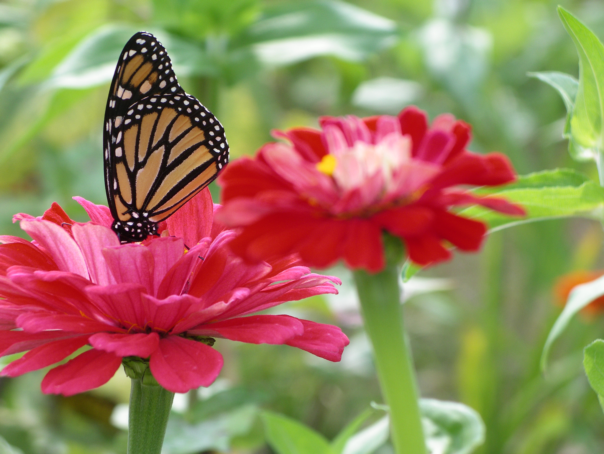 Pentax OPTIO 750Z sample photo. Monarch photography