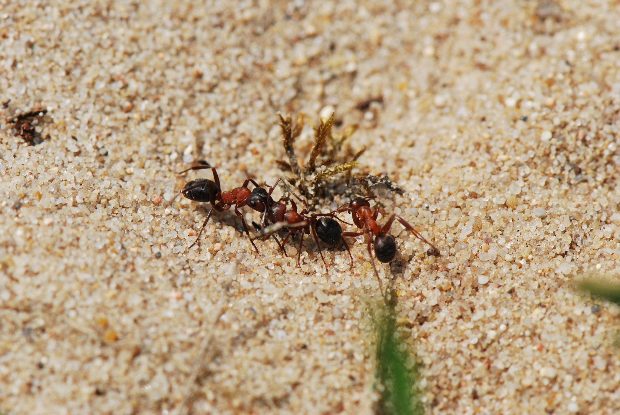 Nikon D60 sample photo. 2v1 photography