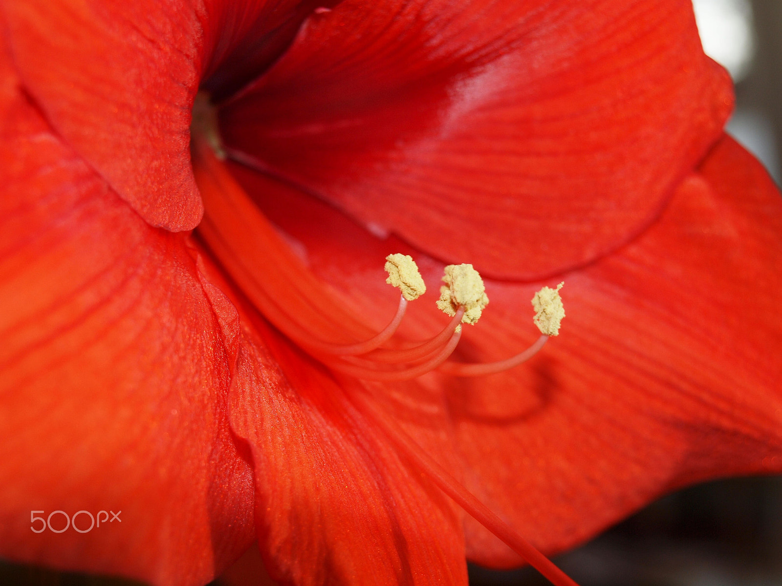 Olympus E-620 (EVOLT E-620) sample photo. Amaryllis photography