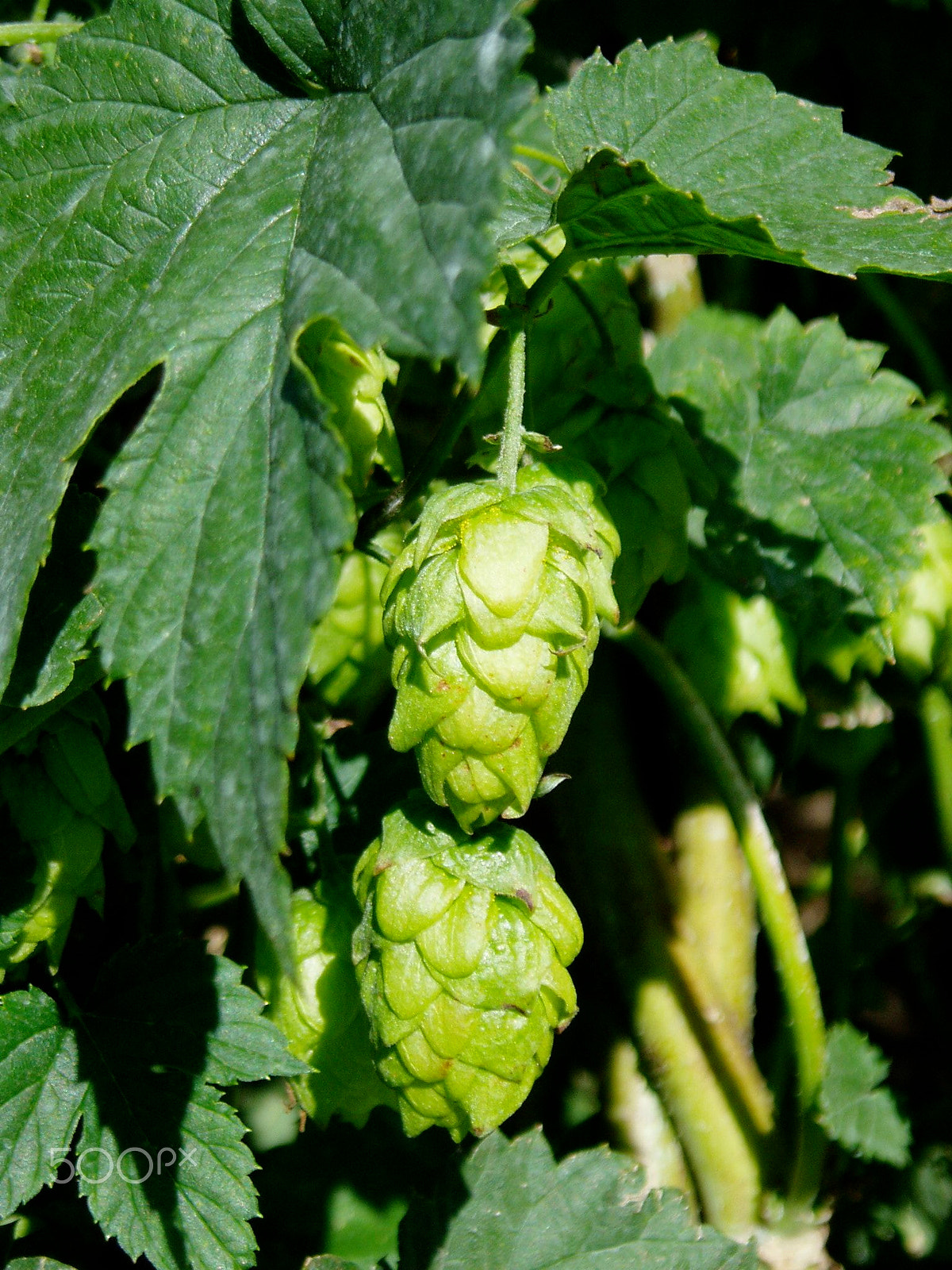 Olympus u10D,S300D,u300D sample photo. Hops - essential for beer photography