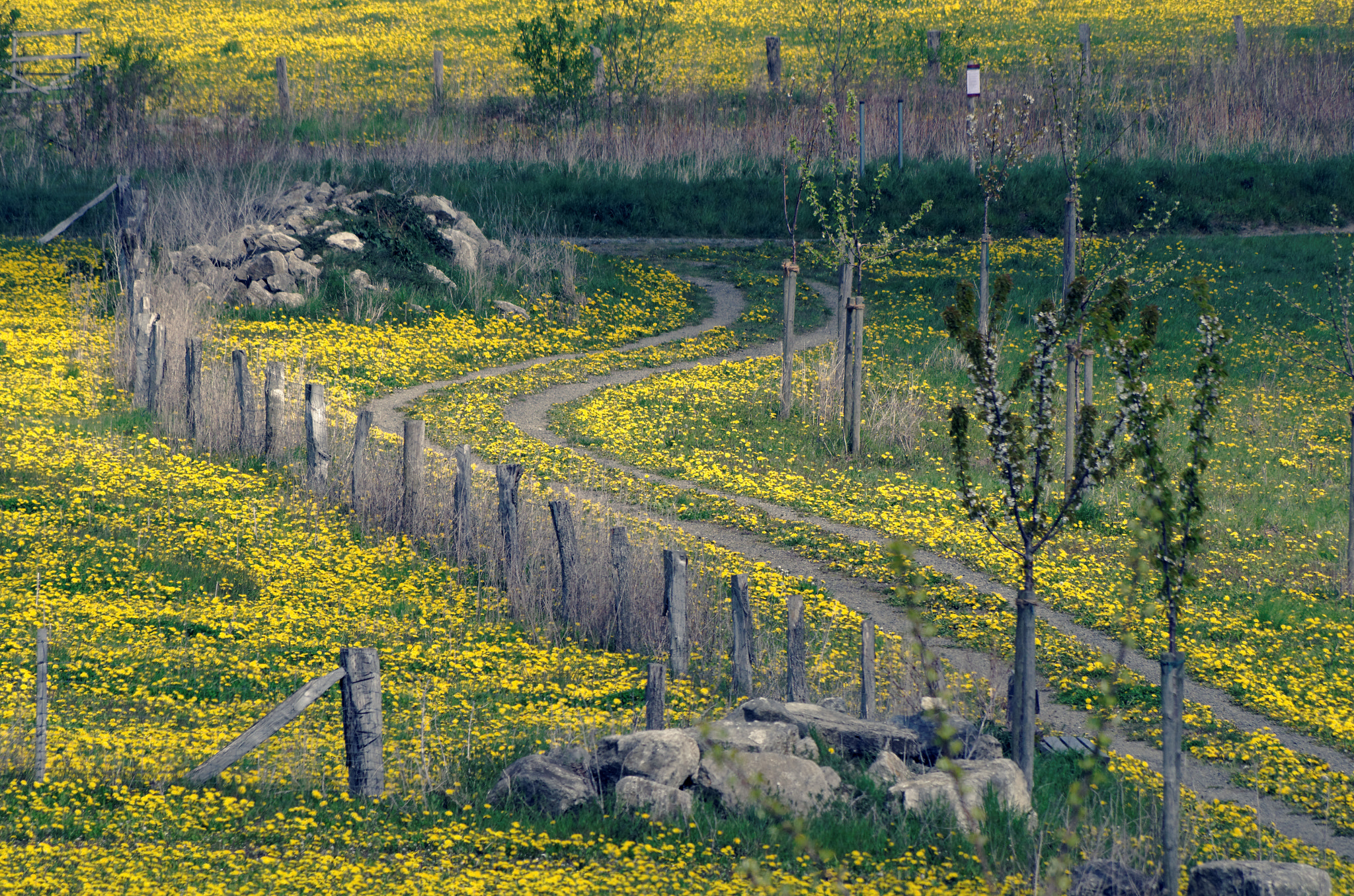 smc PENTAX-DA L 55-300mm F4-5.8 ED sample photo. Tortuous way photography
