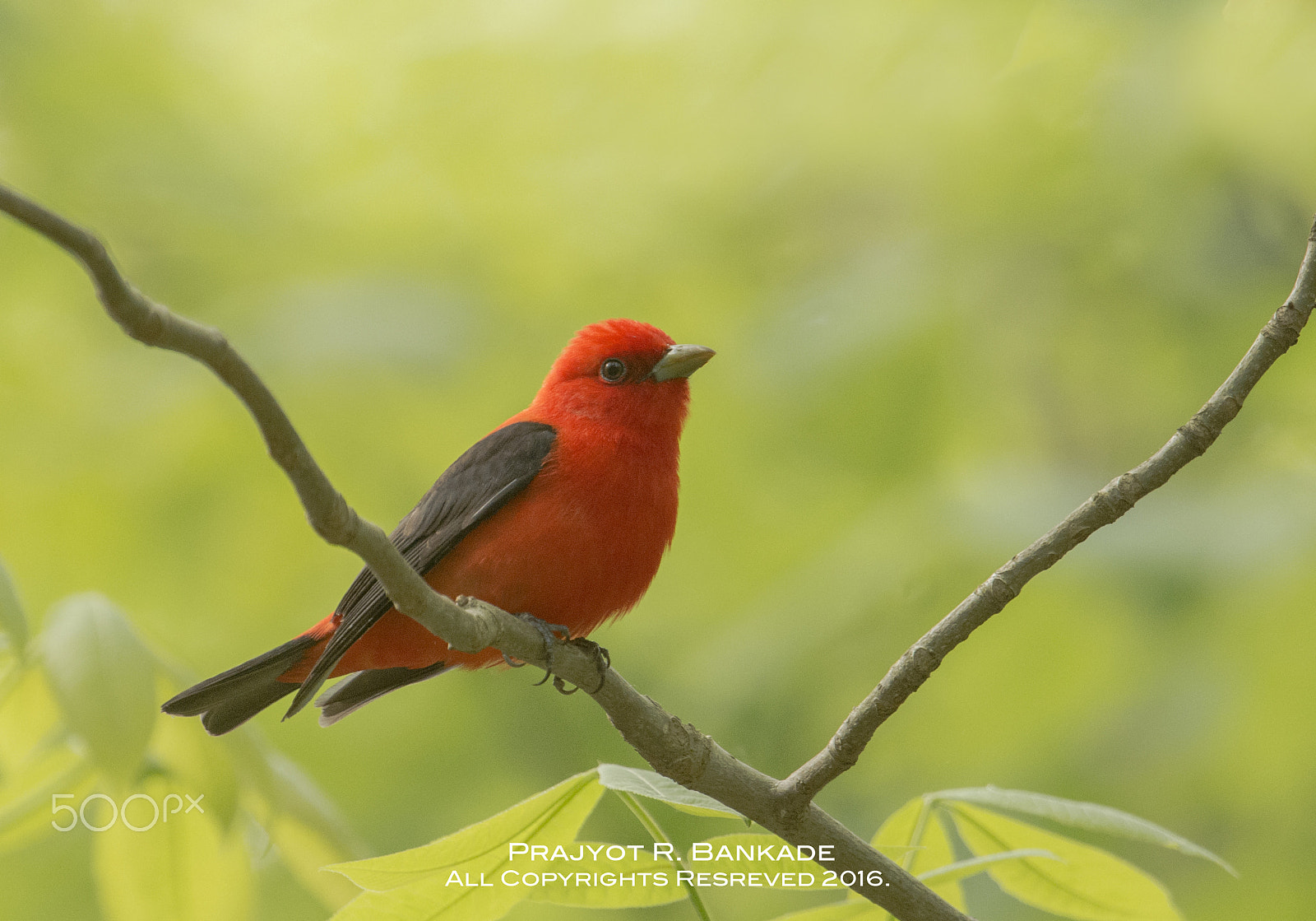 Nikon D7200 + Nikon AF-S Nikkor 500mm F4G ED VR sample photo. Scarlet tanager photography