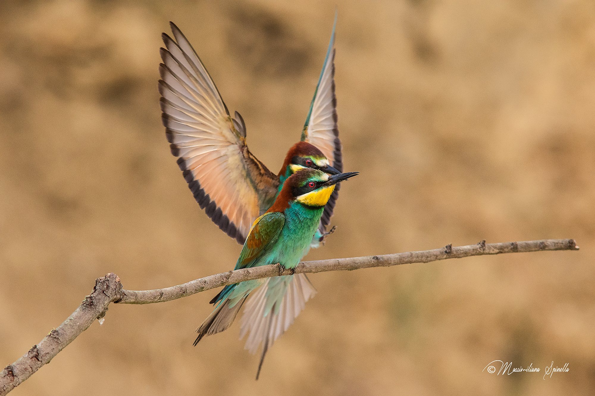 Nikon D7200 + Sigma 300mm F2.8 APO EX DG HSM sample photo. Stiamo vicini vicini ( gruccioni) photography