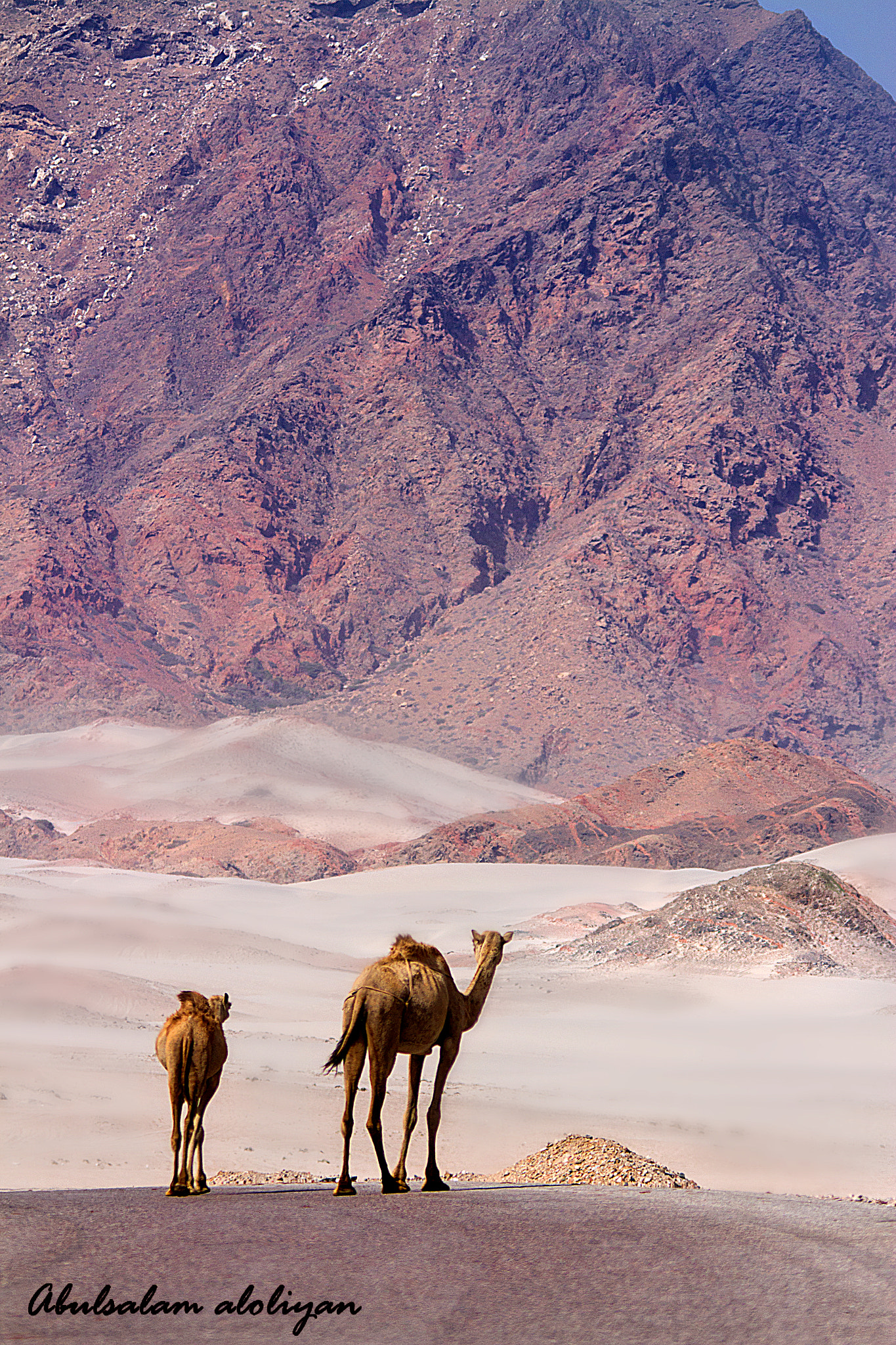 Sigma 150-500mm F5-6.3 DG OS HSM sample photo. Travel south oman photography