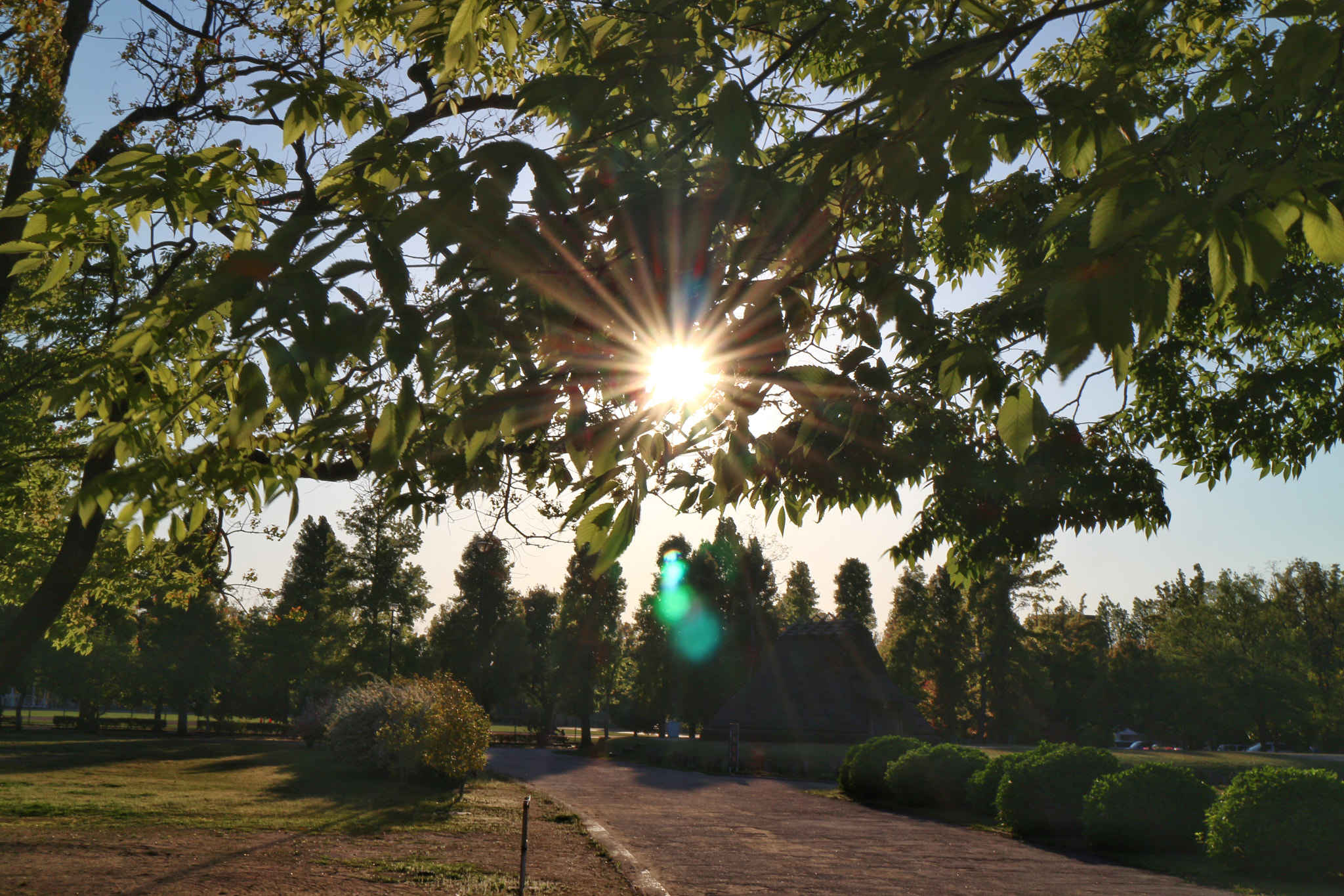 Canon EOS M2 sample photo. 葉と光 photography