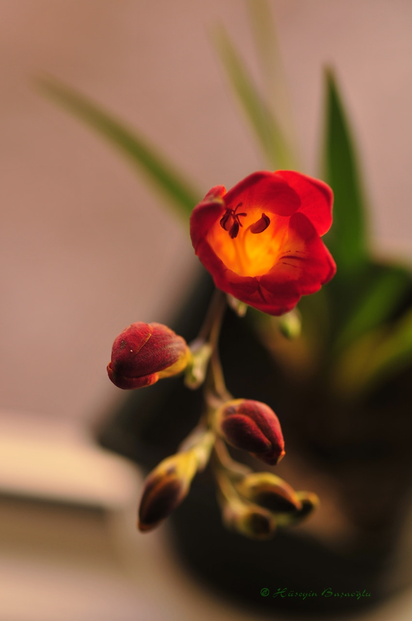 Nikon D300S + Manual Lens No CPU sample photo. Frezya (freesia) photography