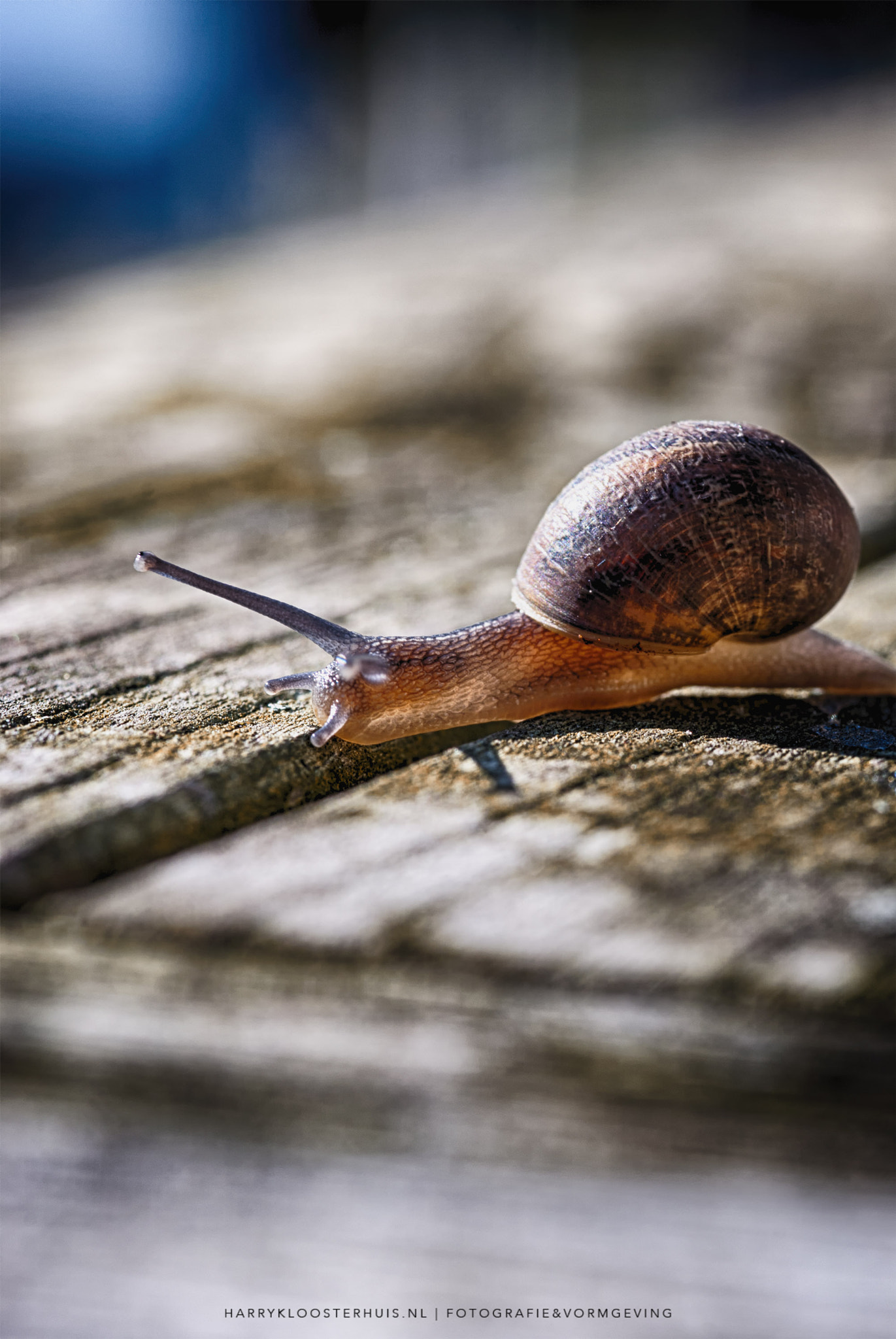 Nikon D80 + Sigma 105mm F2.8 EX DG Macro sample photo. Snail in the light photography