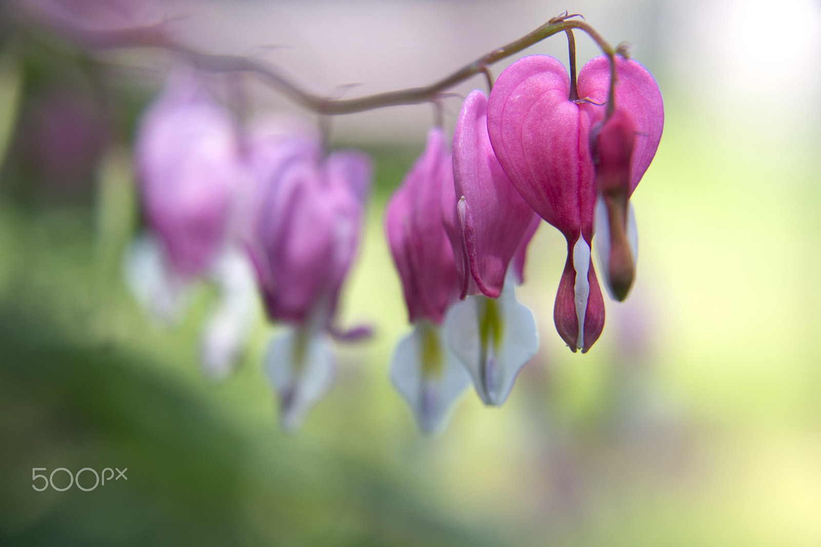Canon EOS M sample photo. Bleeding hearts photography