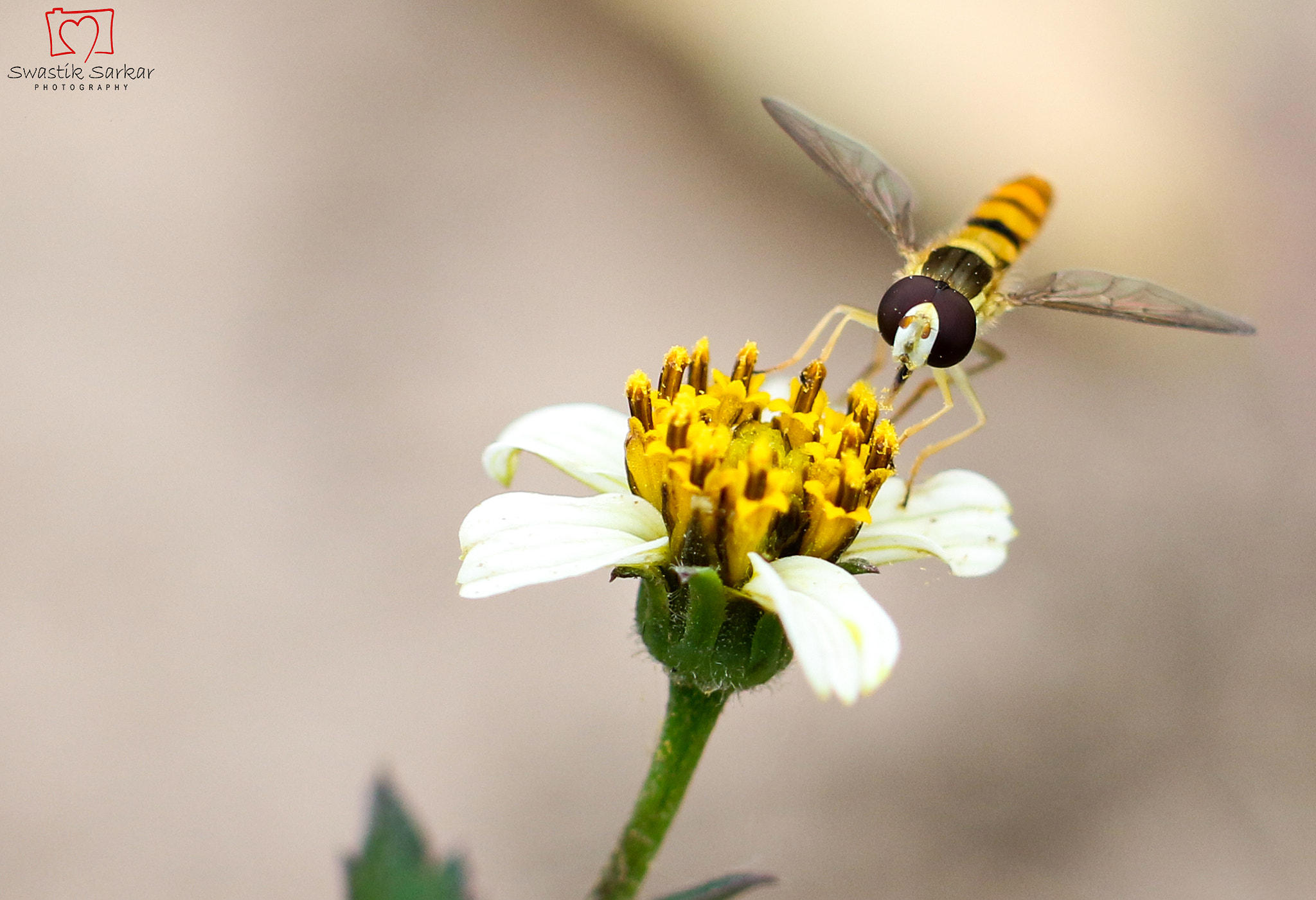 Tamron SP 45mm F1.8 Di VC USD sample photo. Extraction of nectar photography