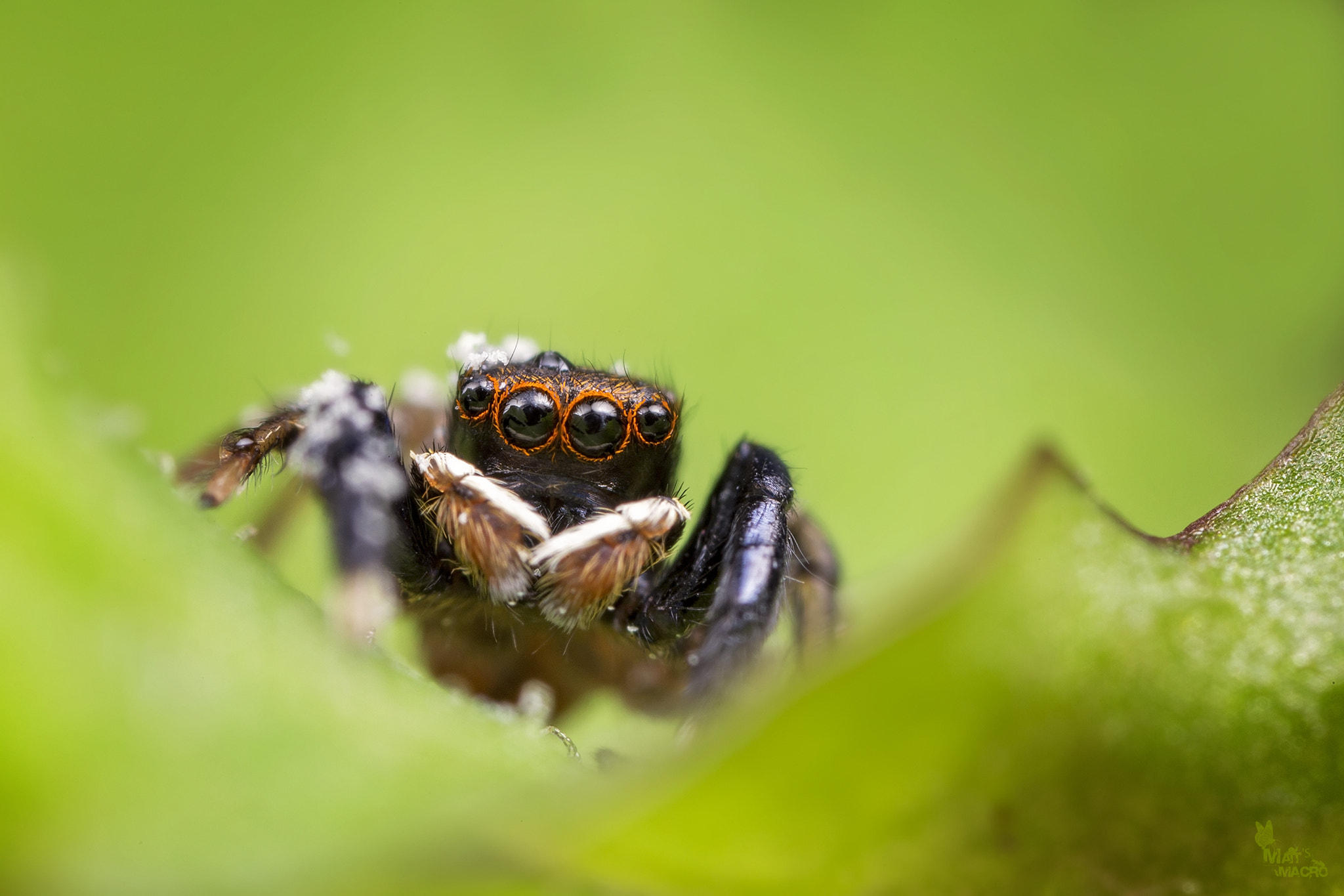 Canon MP-E 65mm F2.5 1-5x Macro Photo sample photo. Rings of fire! photography