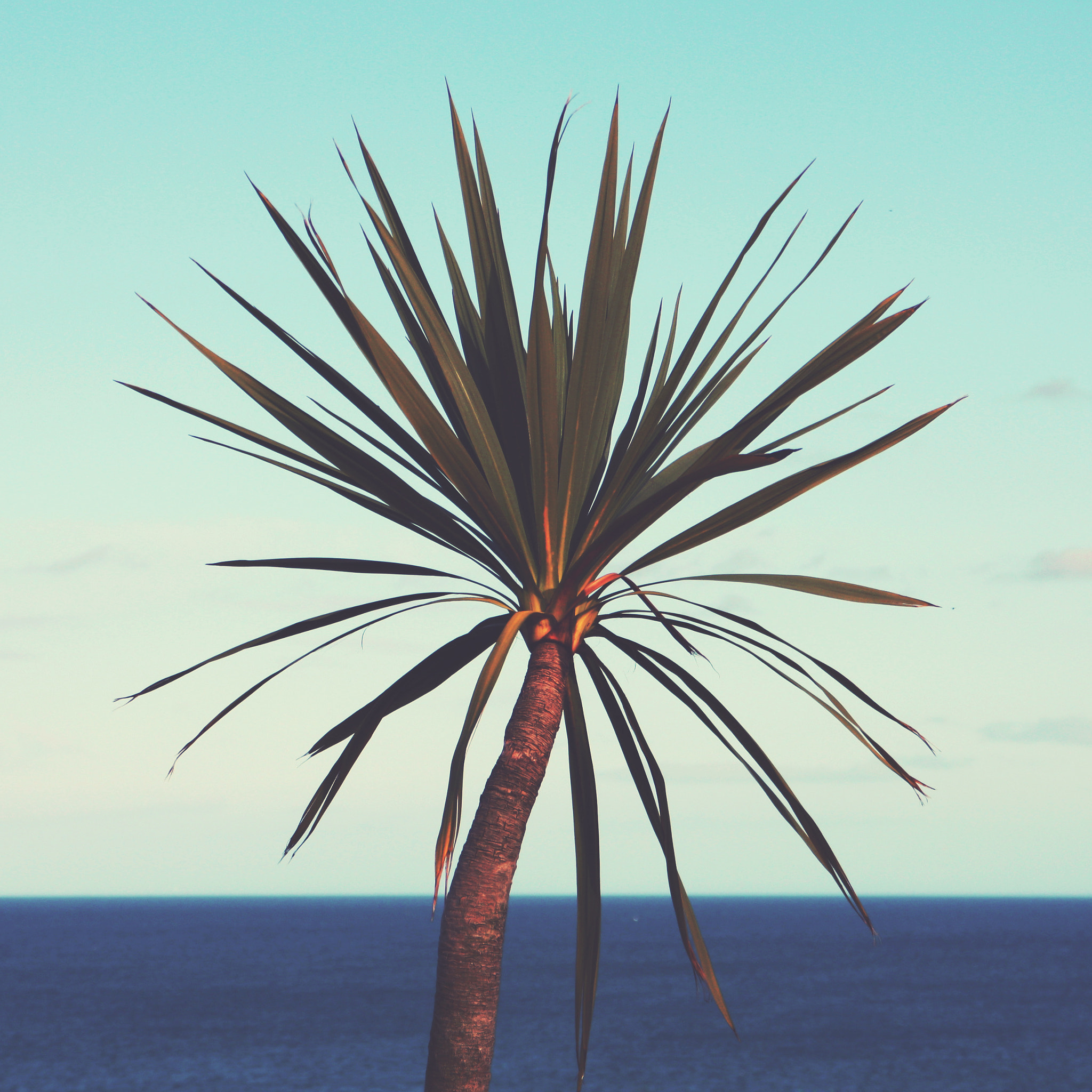 Tamron AF 28-200mm F3.8-5.6 XR Di Aspherical (IF) Macro sample photo. Palm tree photography