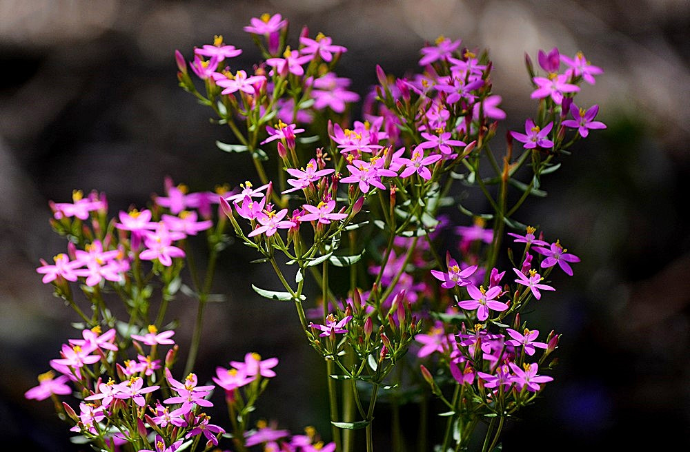 Sigma 70-300mm F4-5.6 APO Macro Super II sample photo. Les fleurs des champs - 49 photography